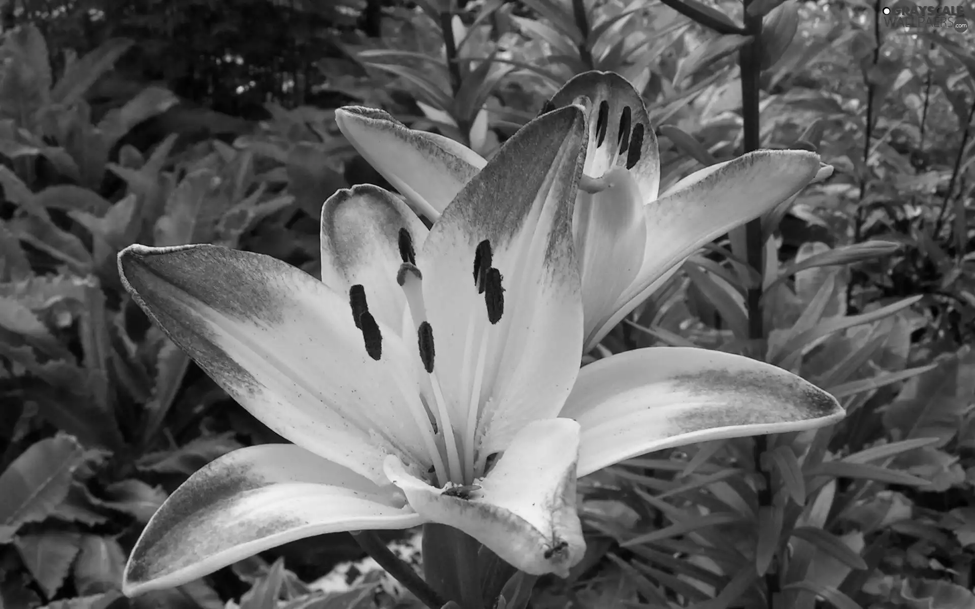 lilies, white, Pink