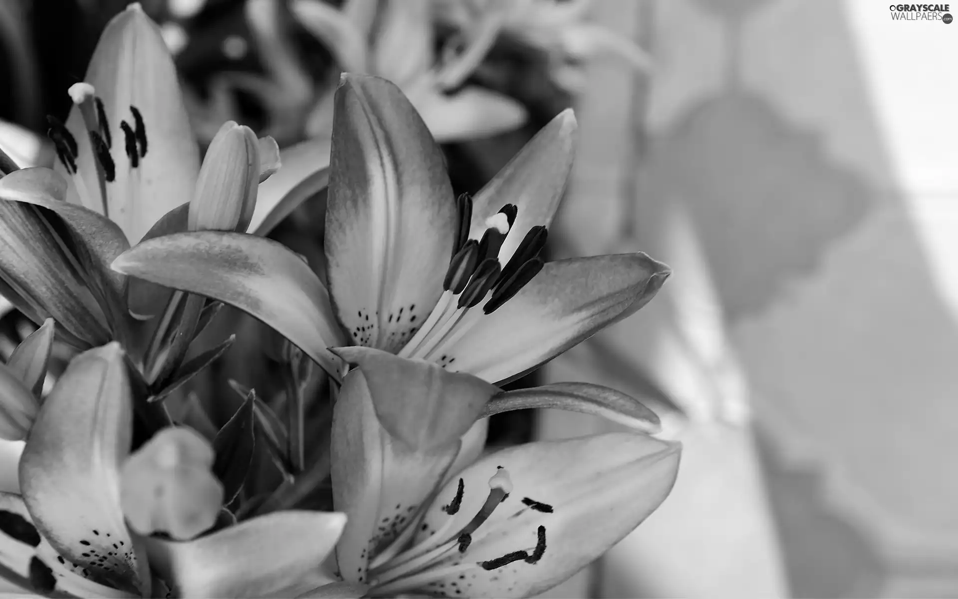 Pink, lilies