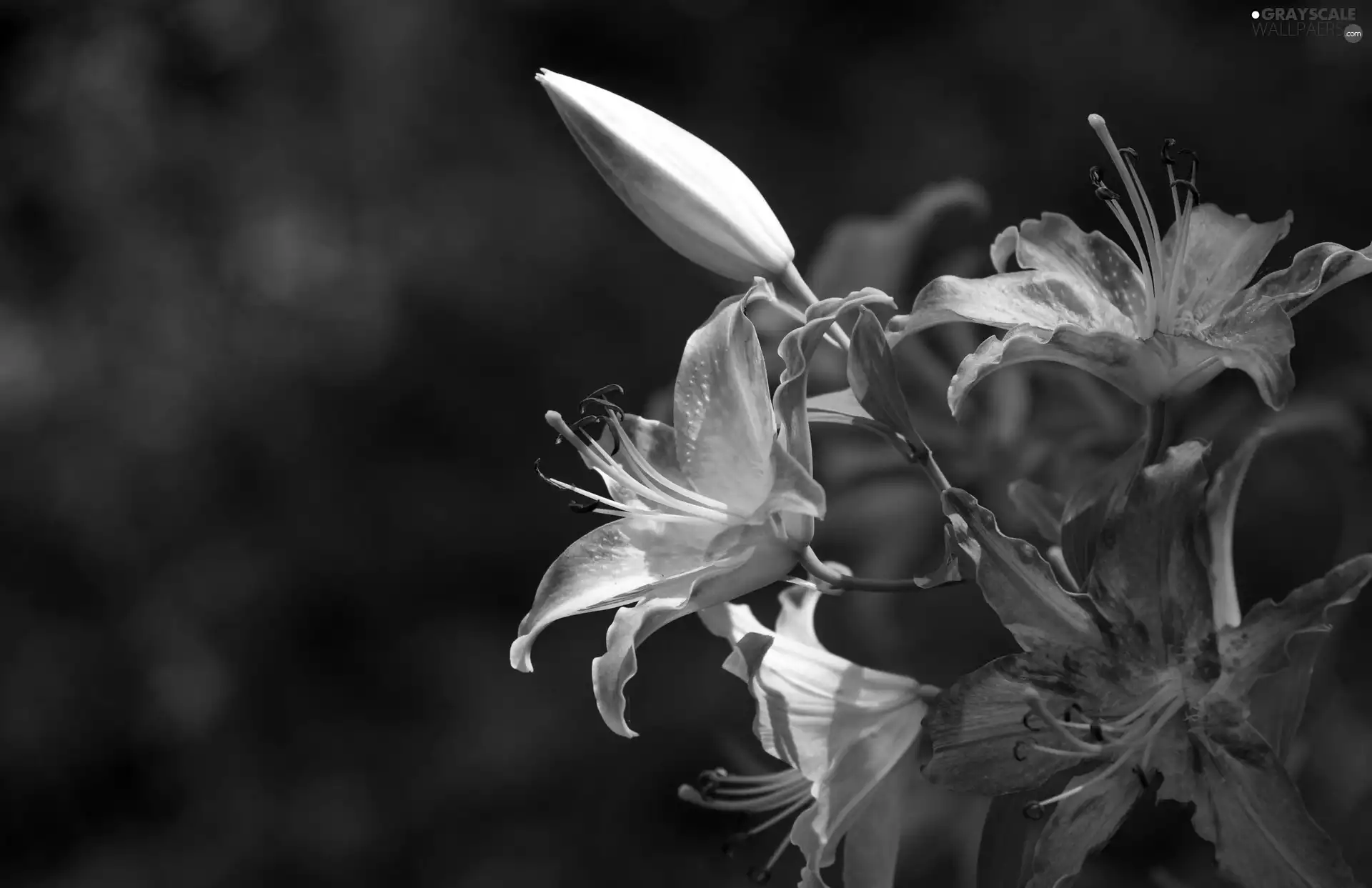 Purple, lilies