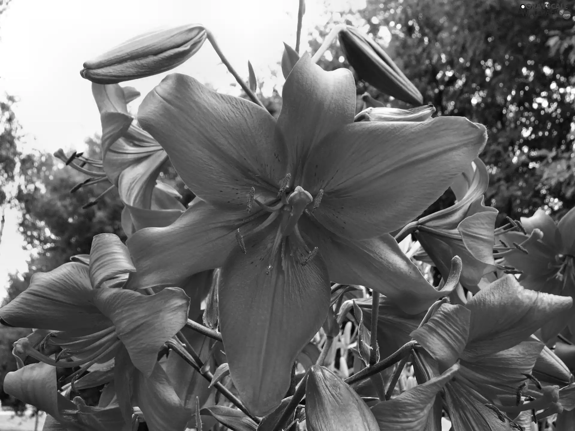 lilies, beatyfull, Red