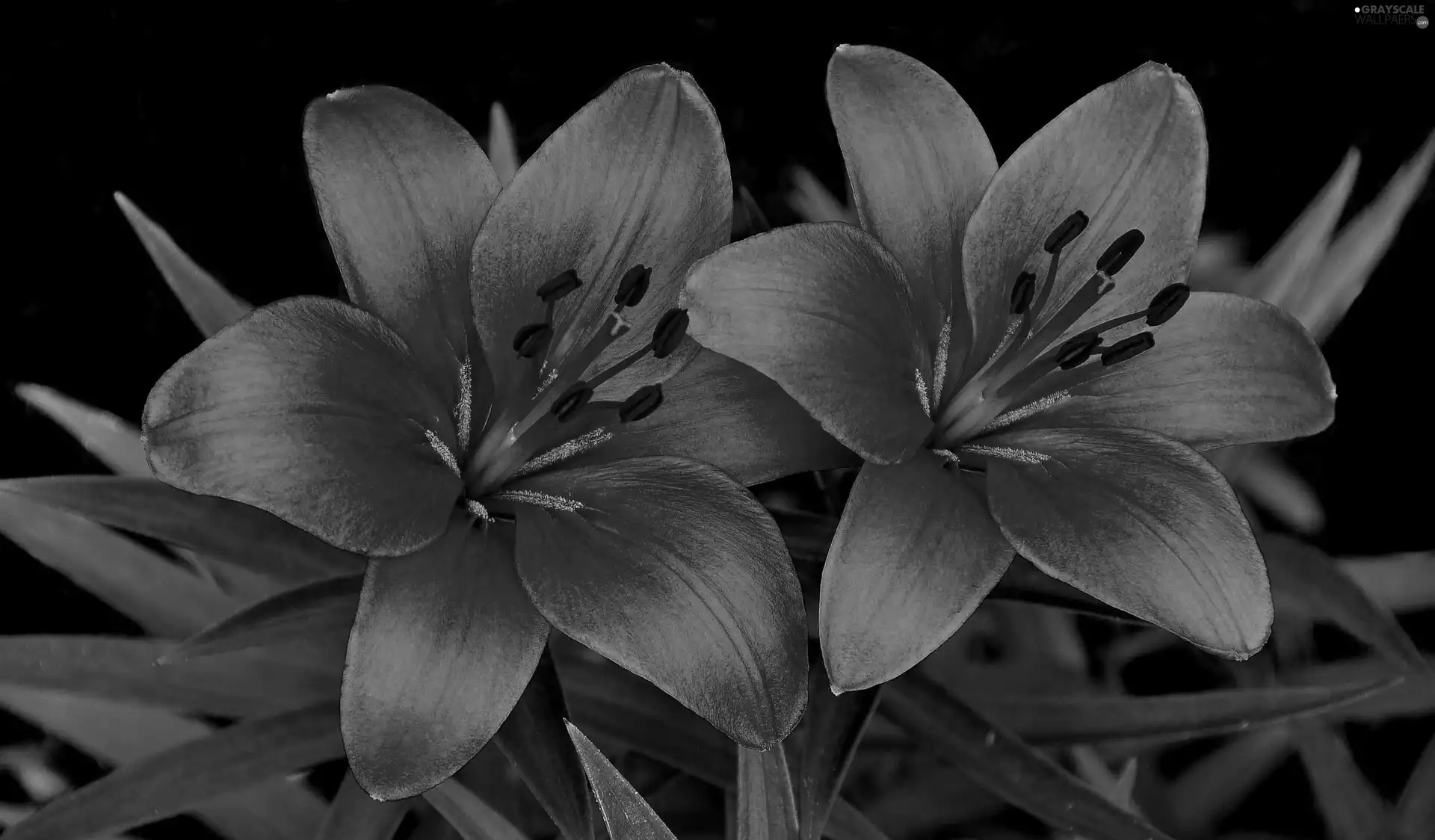 lilies, Two, Red