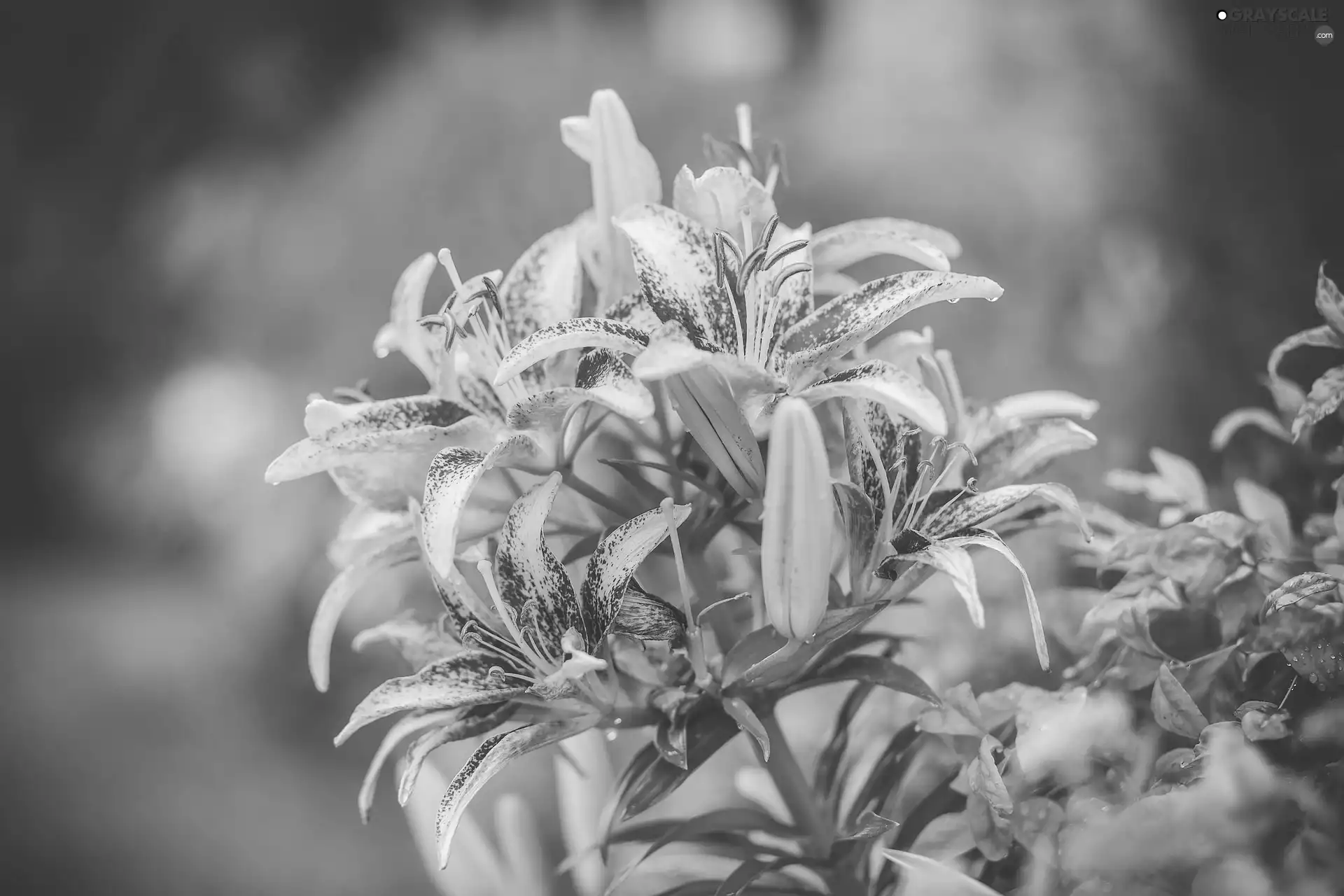 lilies, Yellow, speckled