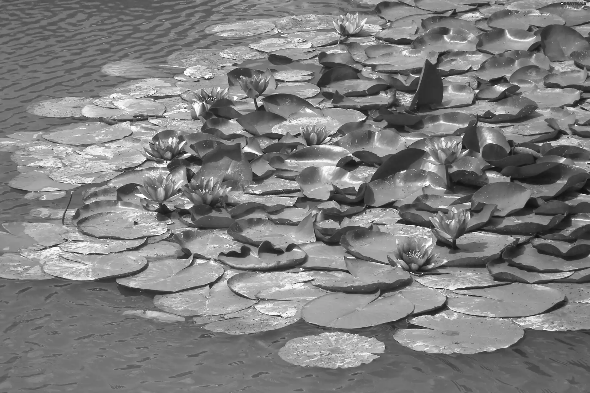 Flowers, Water lilies