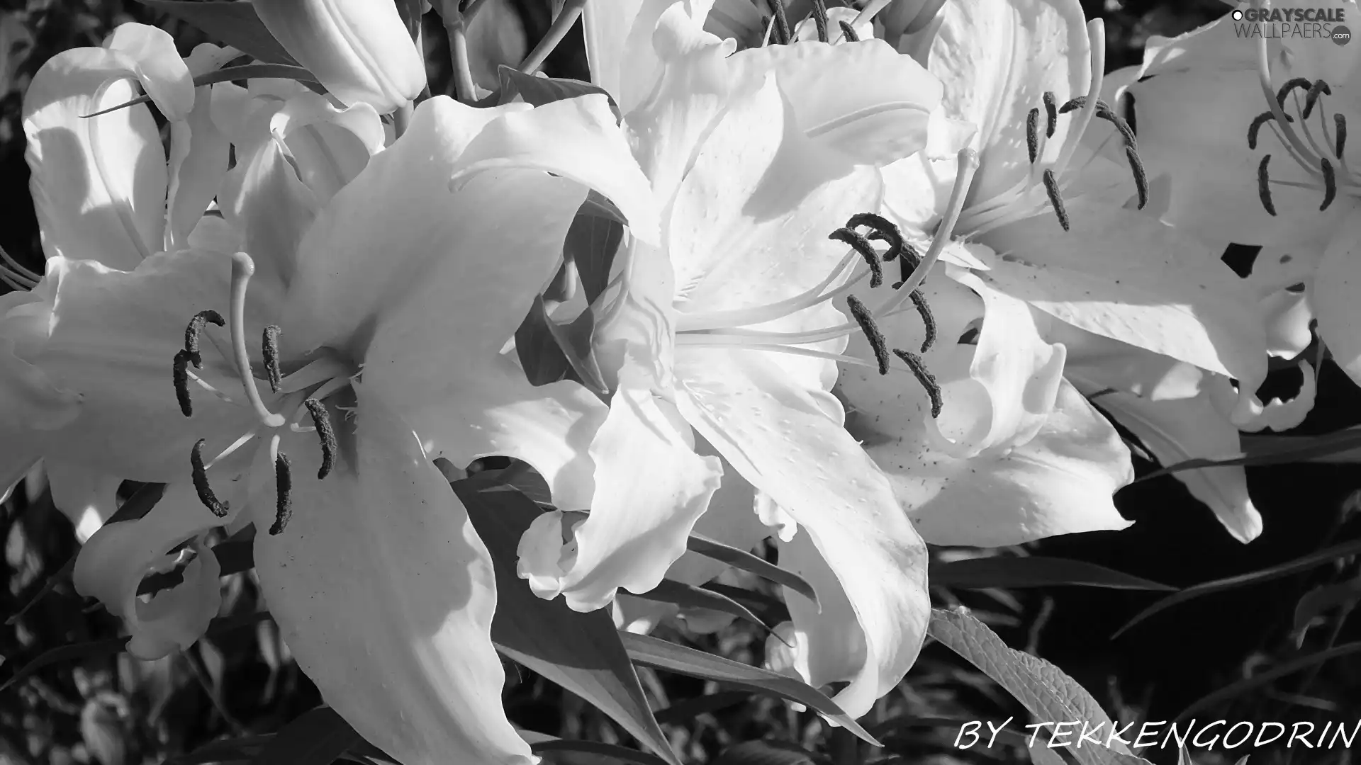 White, lilies