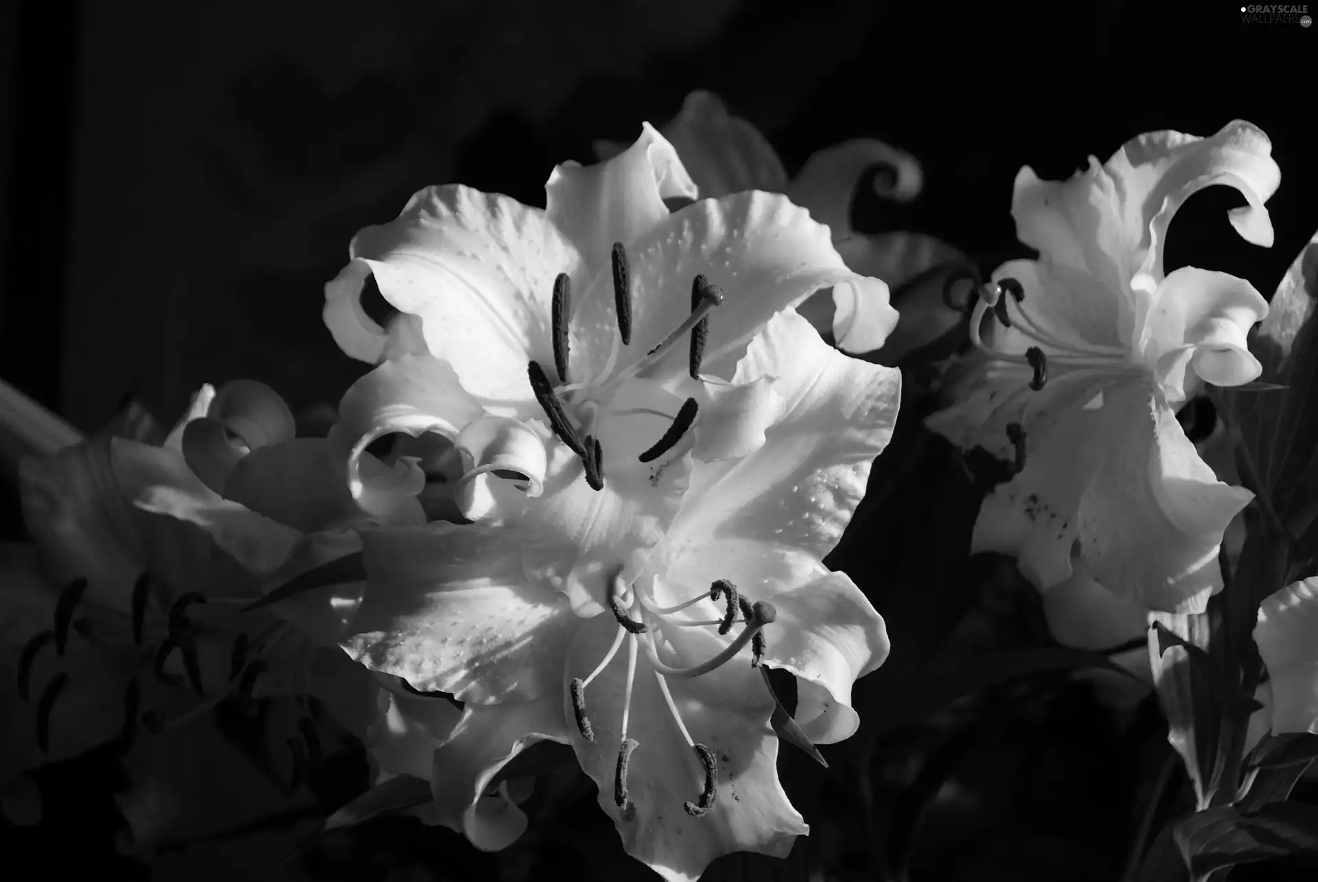 White, lilies