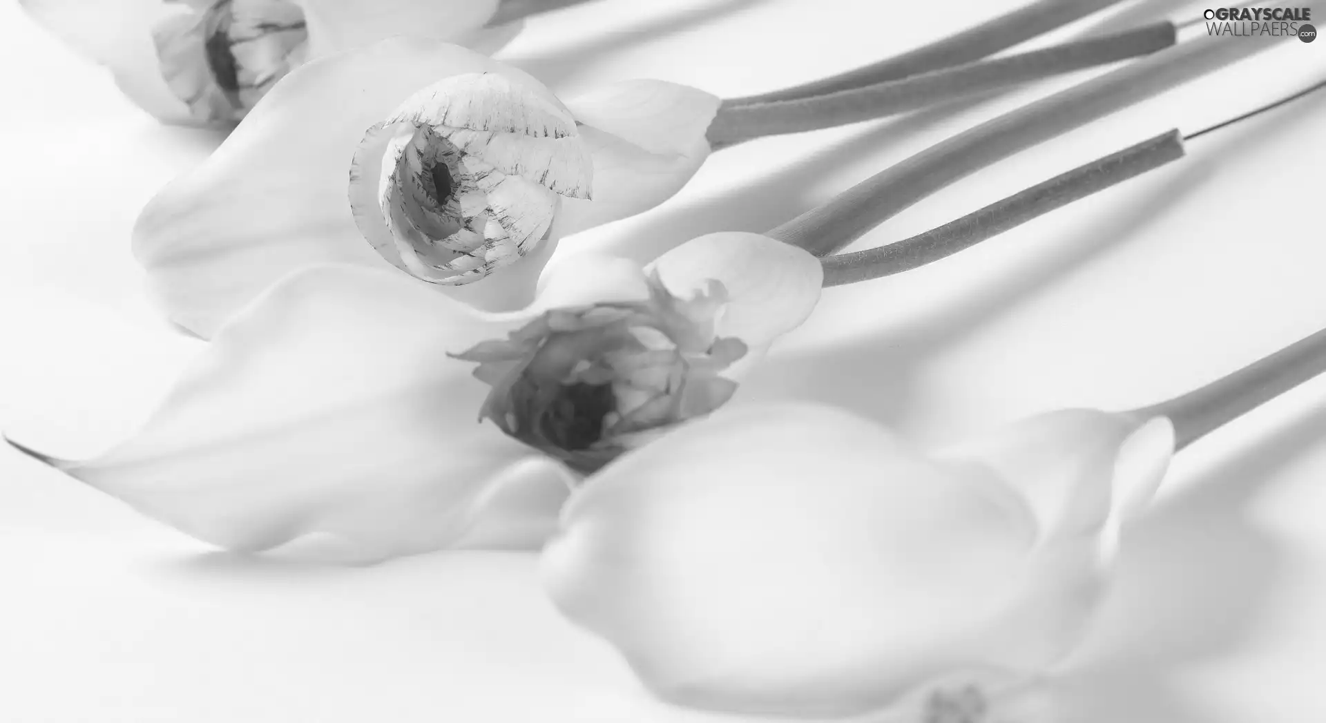 Calla, four, White