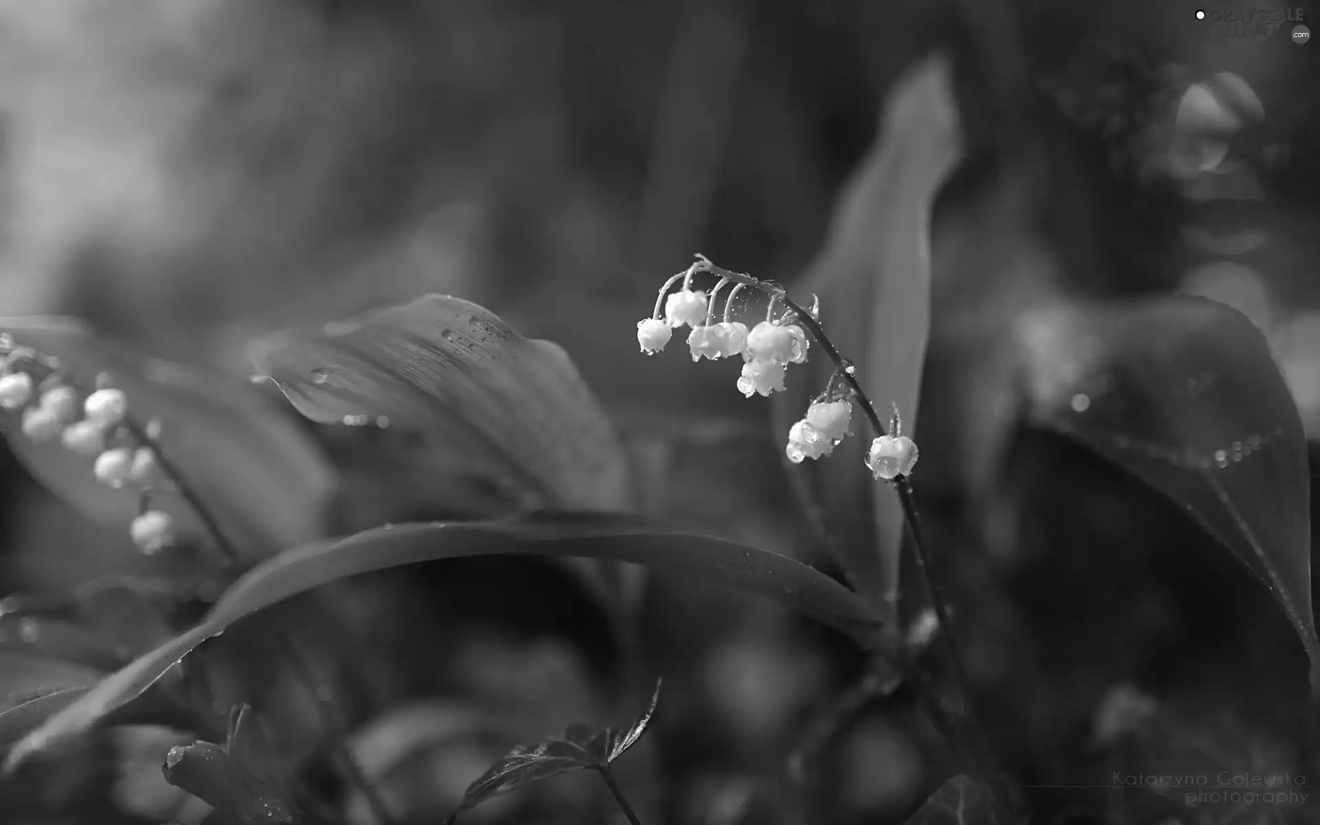 White, lilies