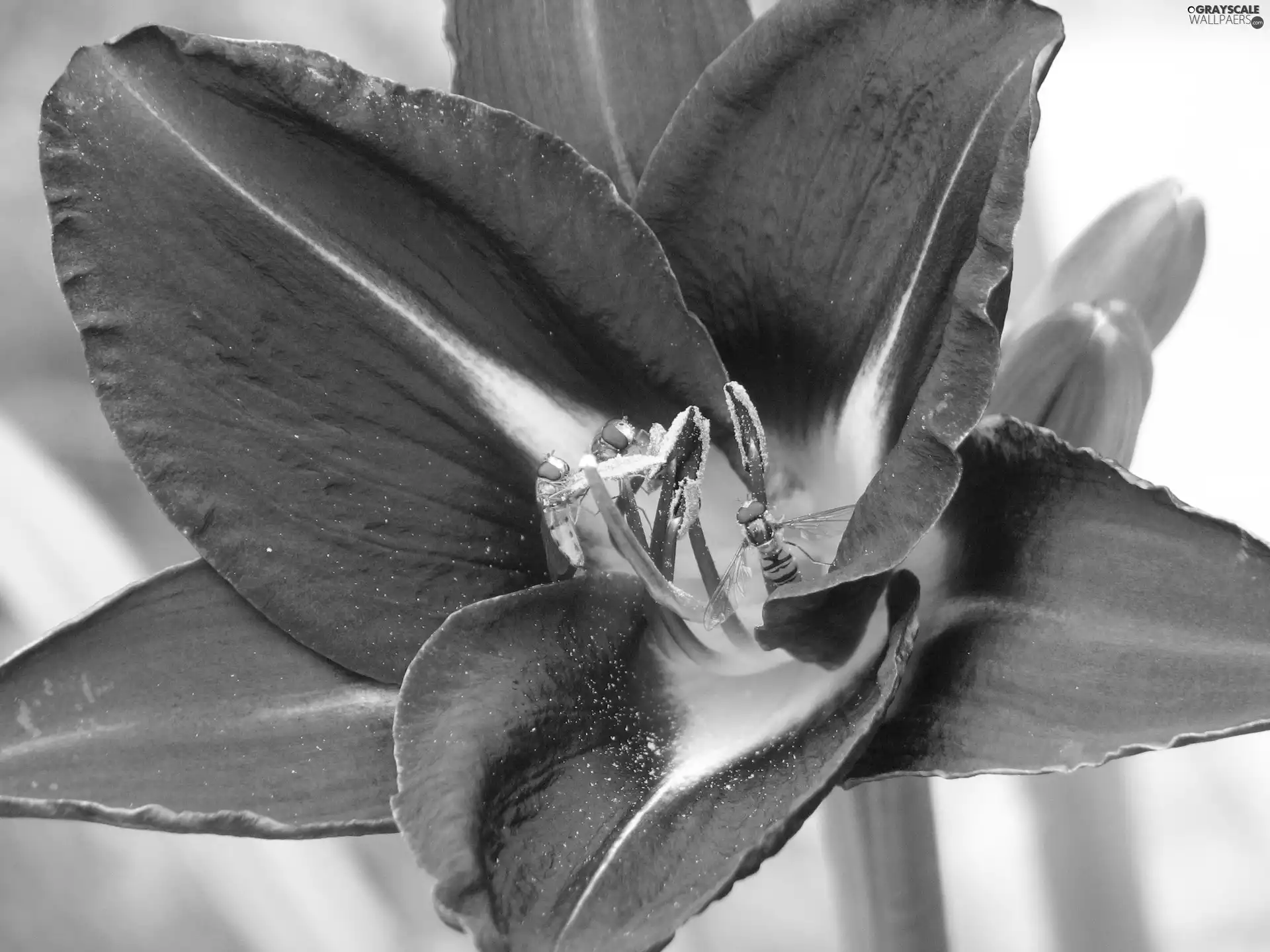 lily