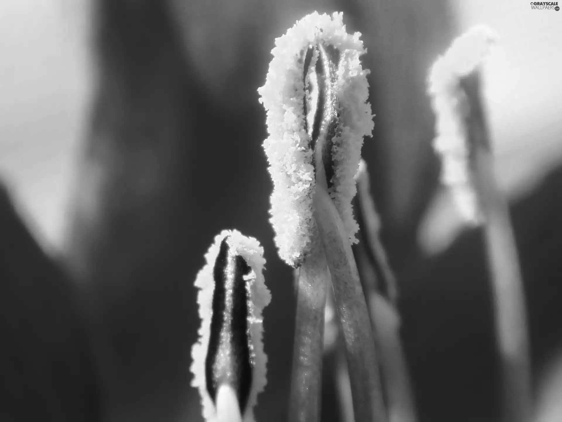 Lily