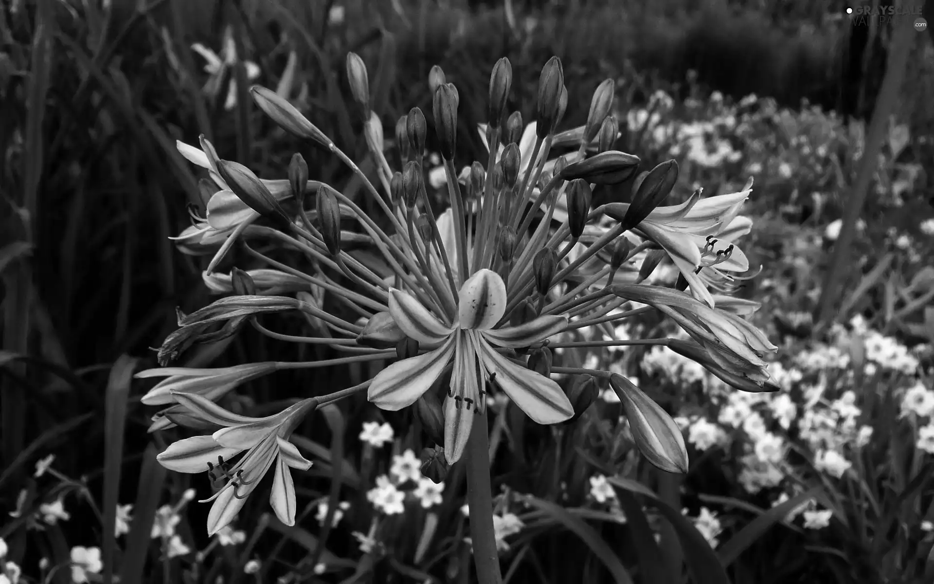 Agapanthus, African Lily