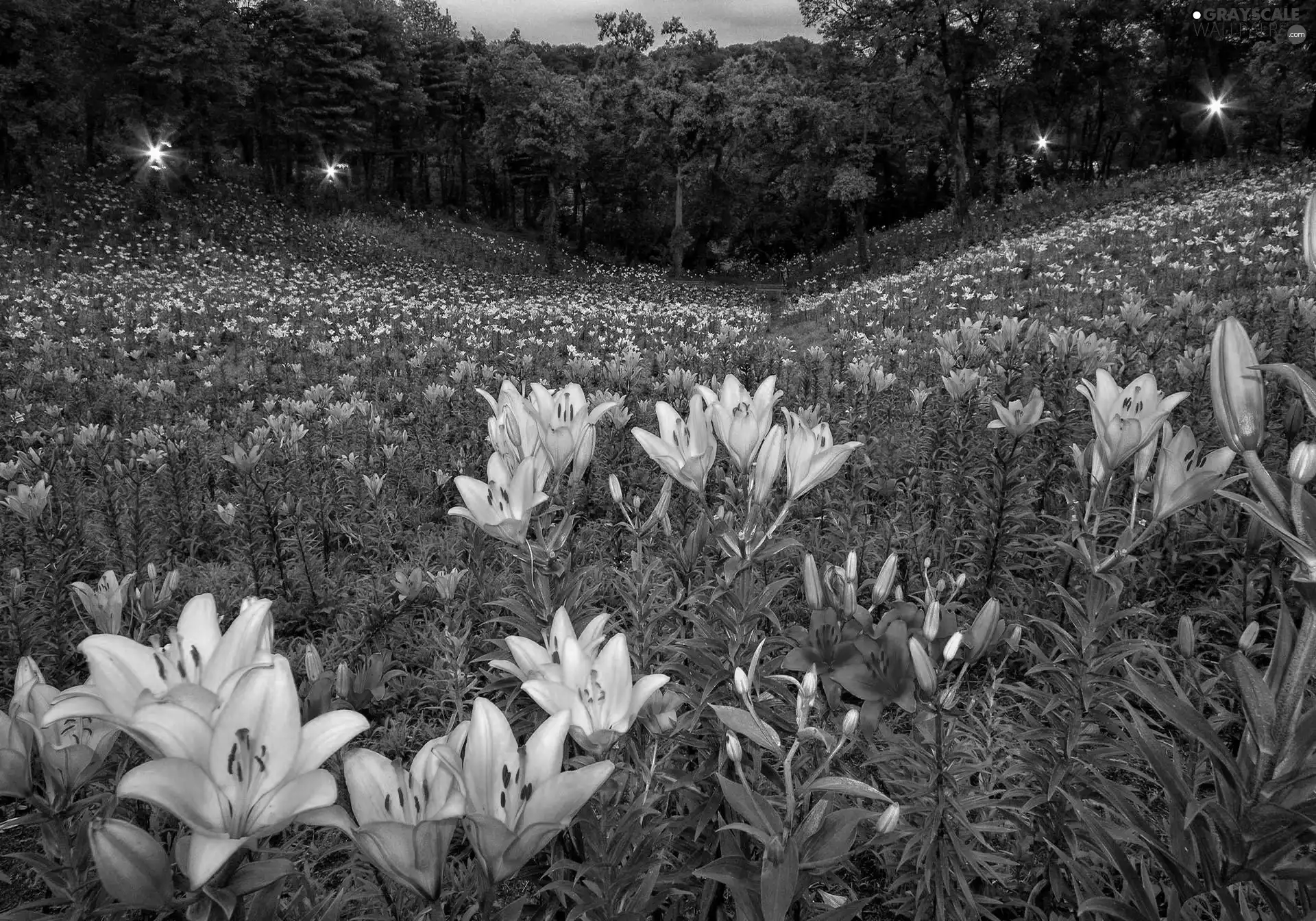 lily, tracts, Colorful