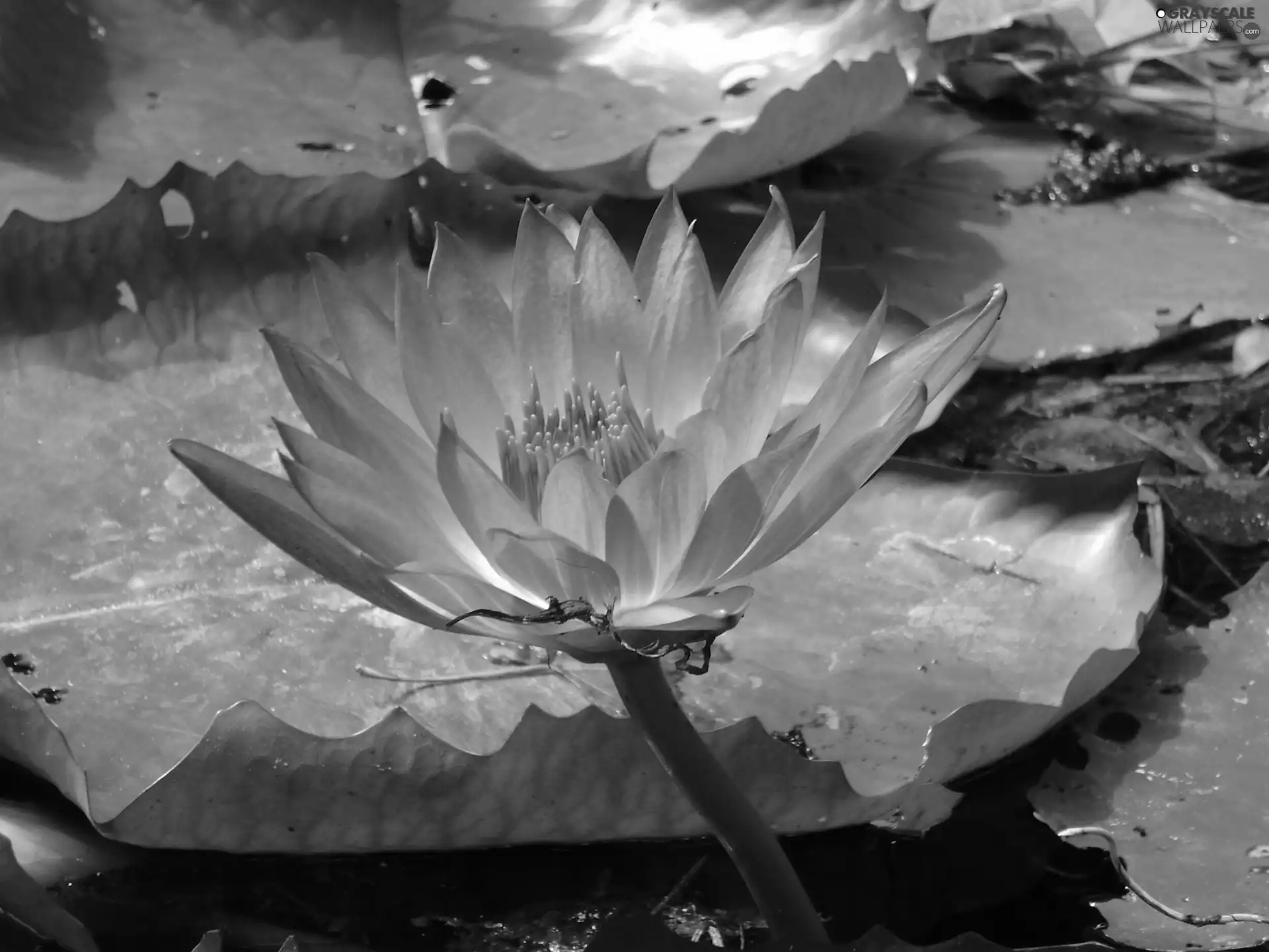 Pond - car, Colourfull Flowers, lily