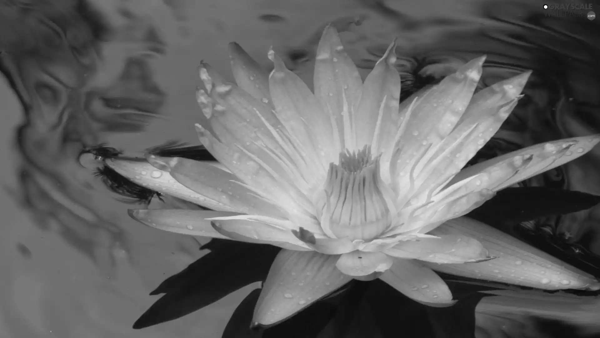 water, Colourfull Flowers, Lily