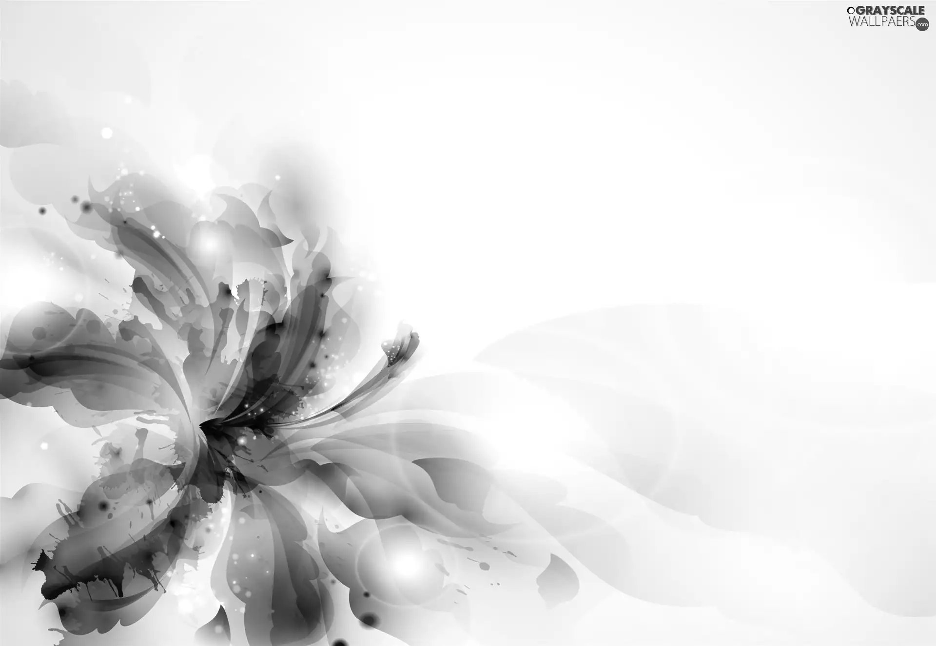 graphics, Lily
