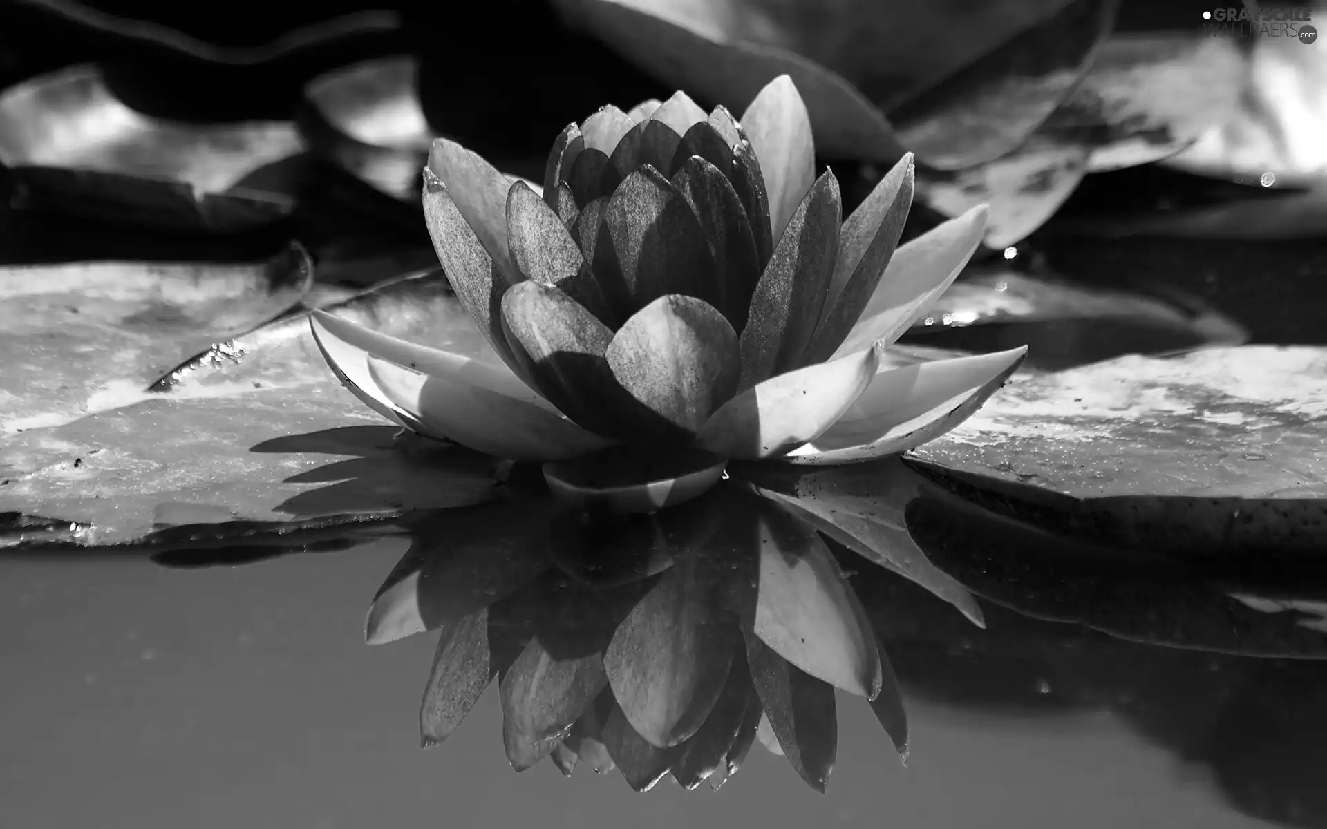 water-lily, water, Leaf