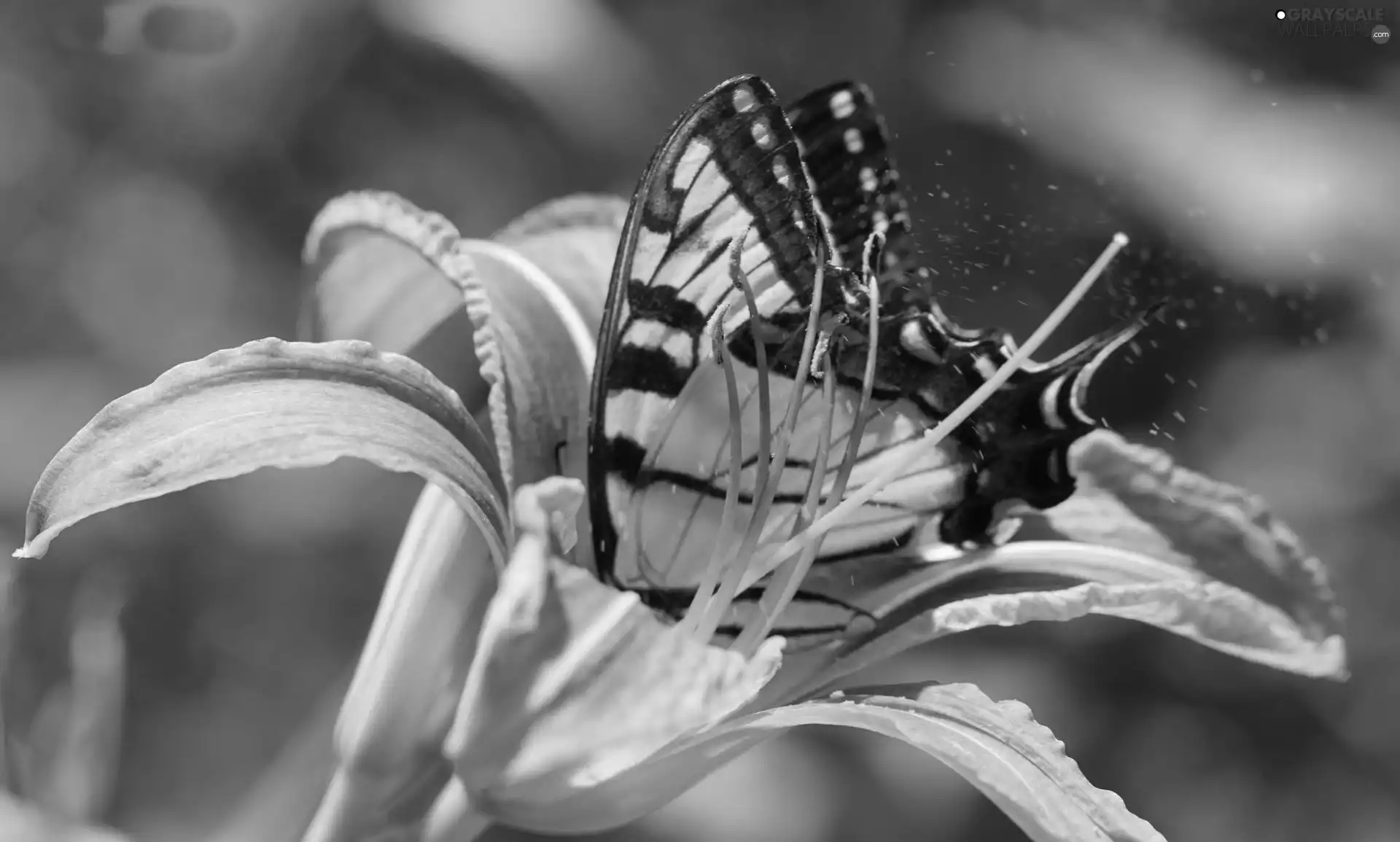 Lily, butterfly, Orange
