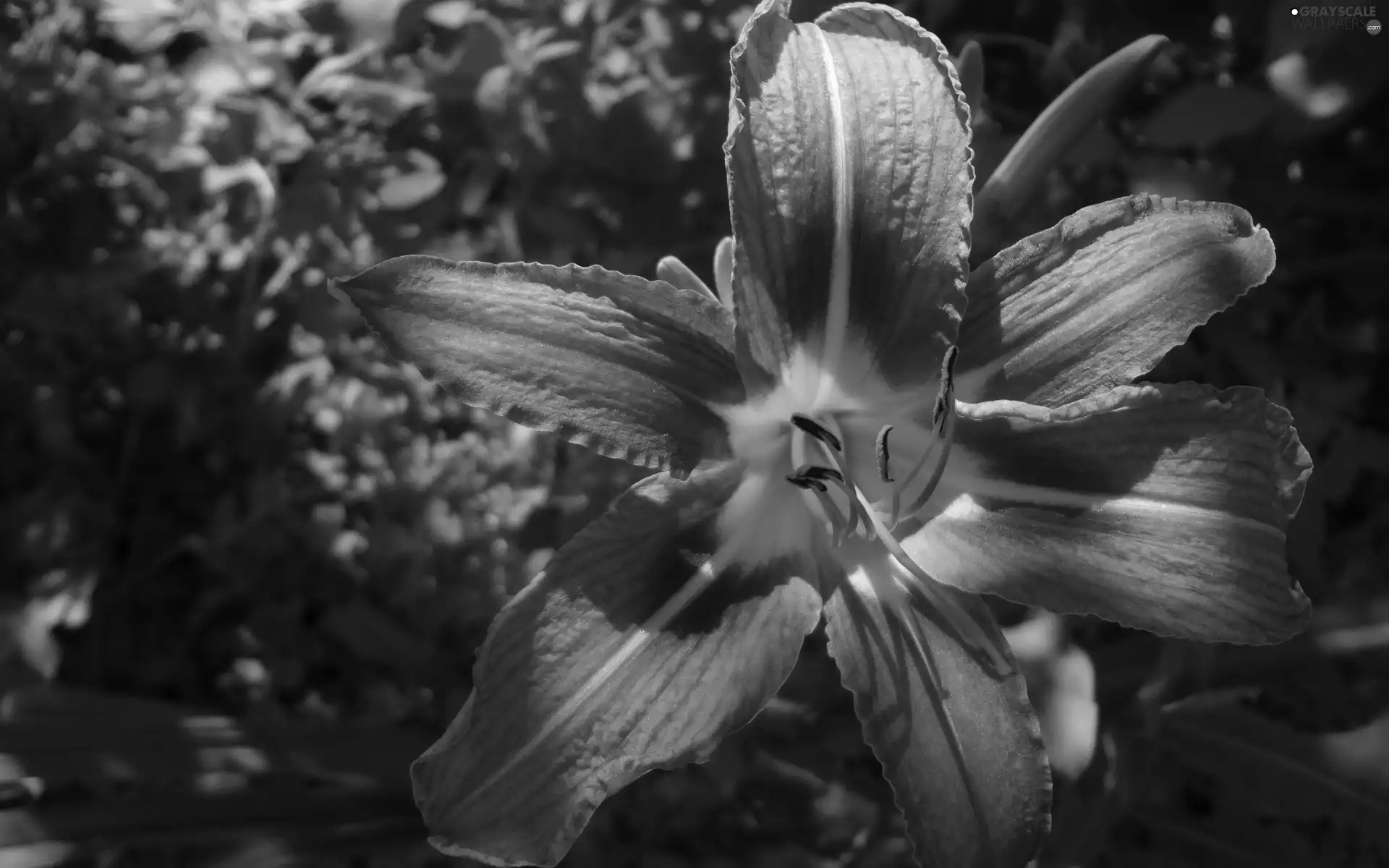 Orange, Lily