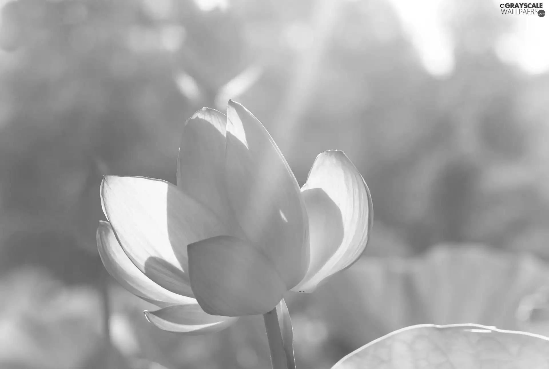 Pink, water-lily