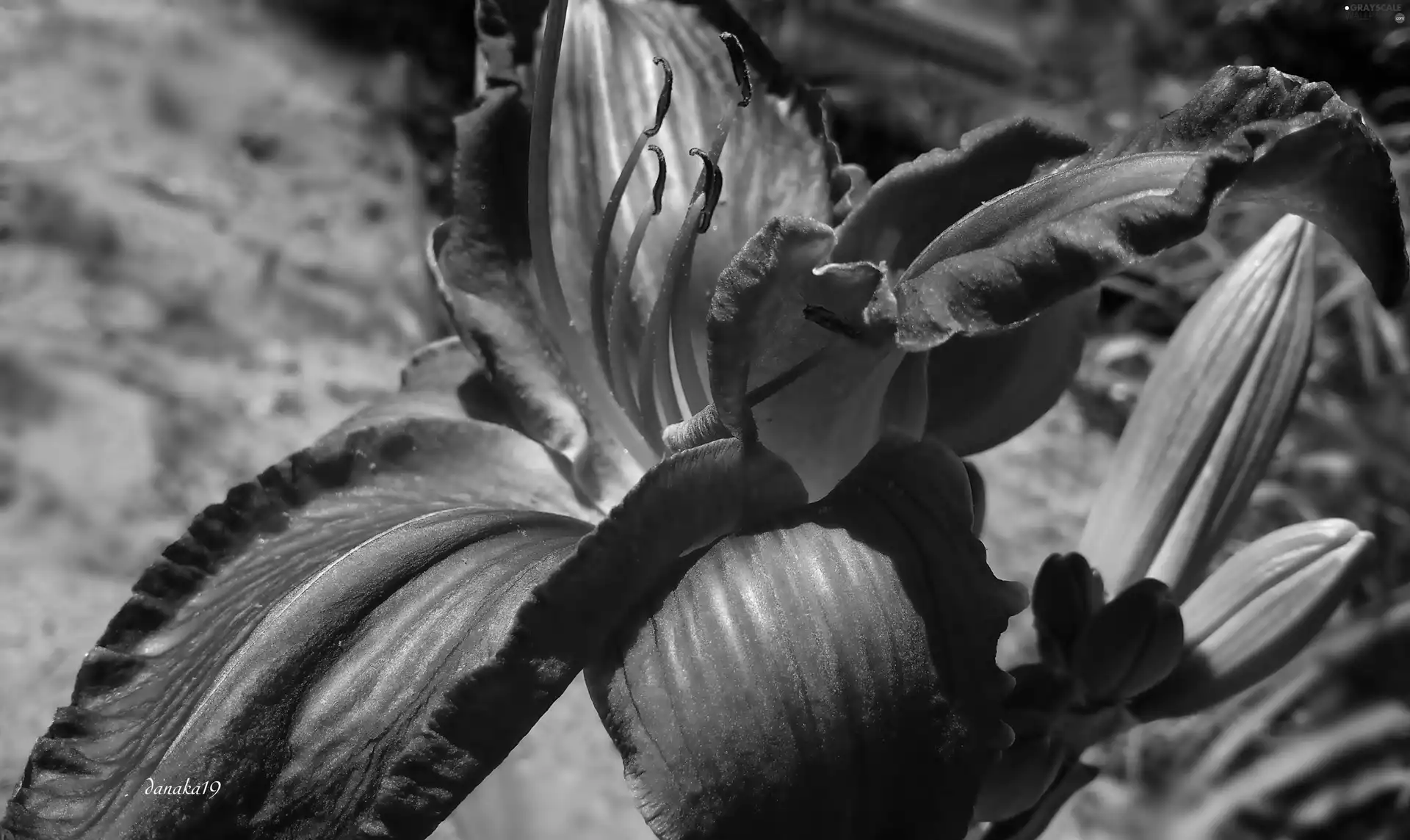 Red, lily