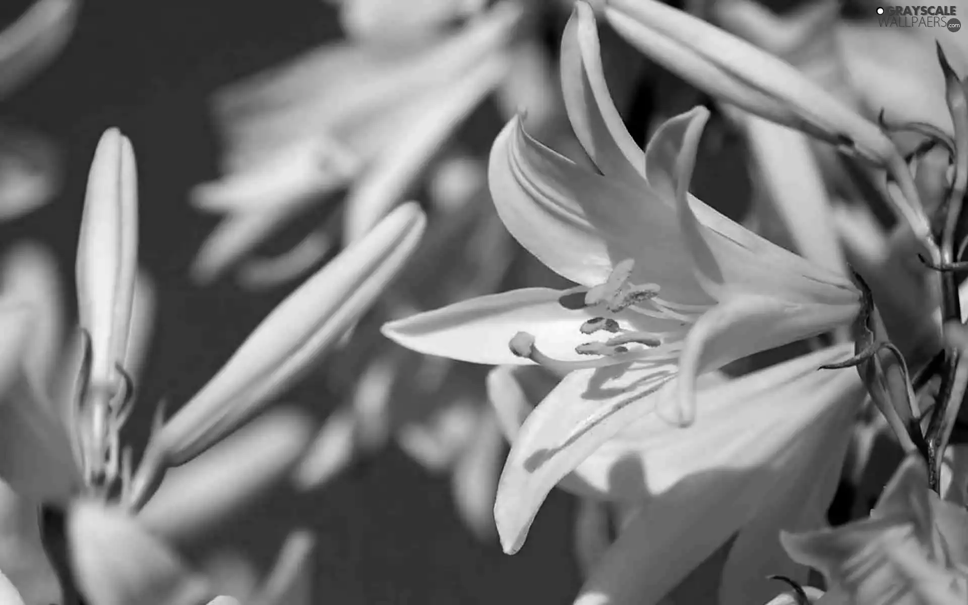 Lily, Flowers, White