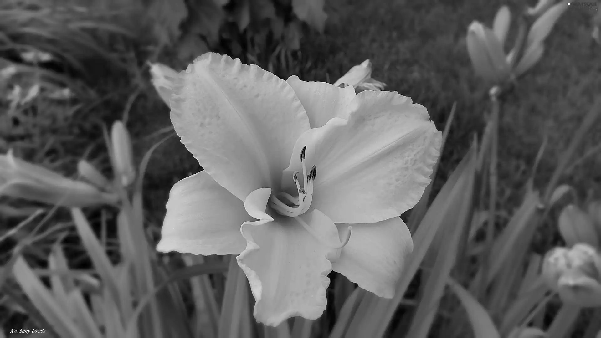 Yellow, lily