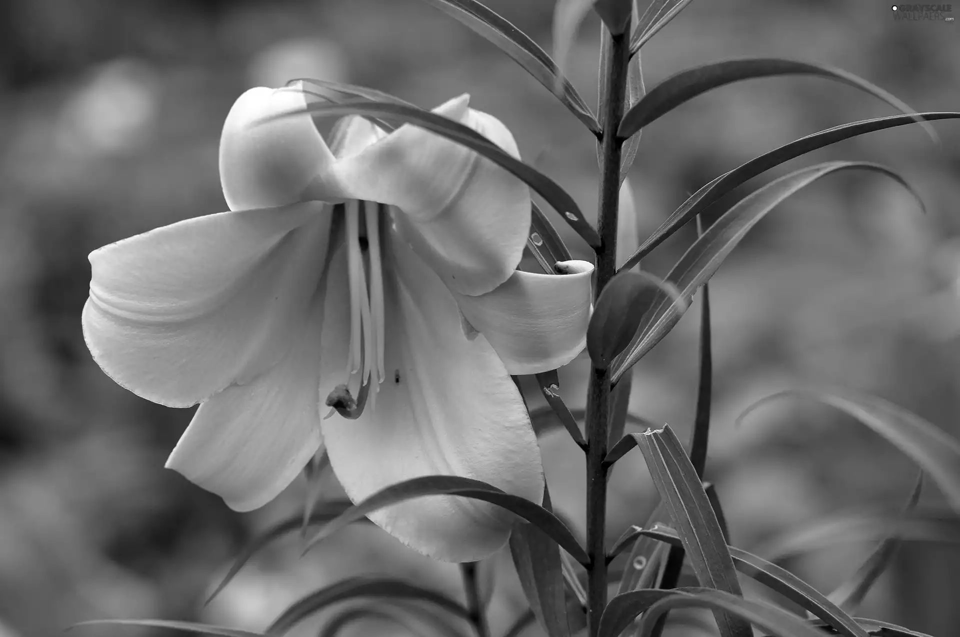 Leaf, Yellow Honda, Lily