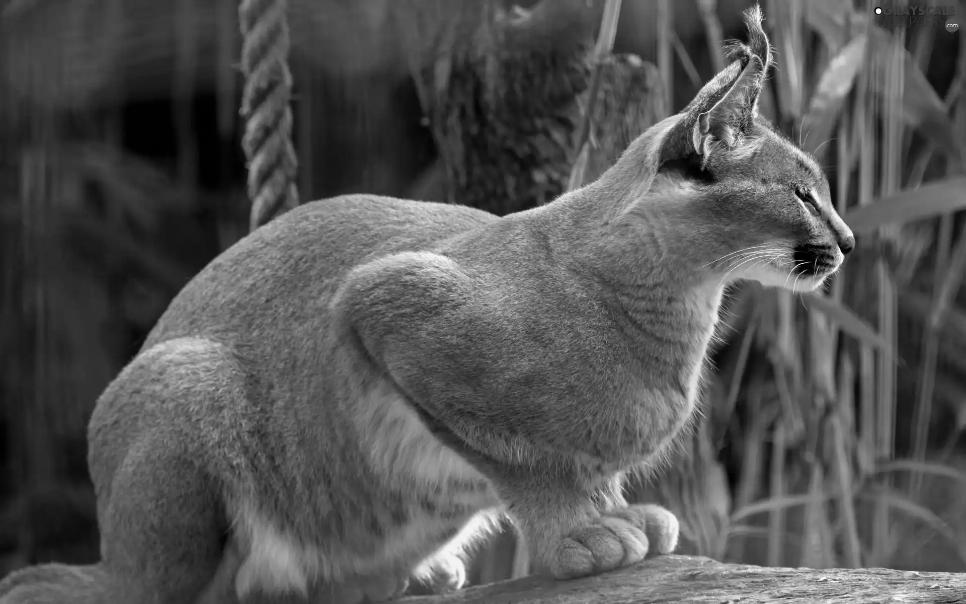Caracal, line