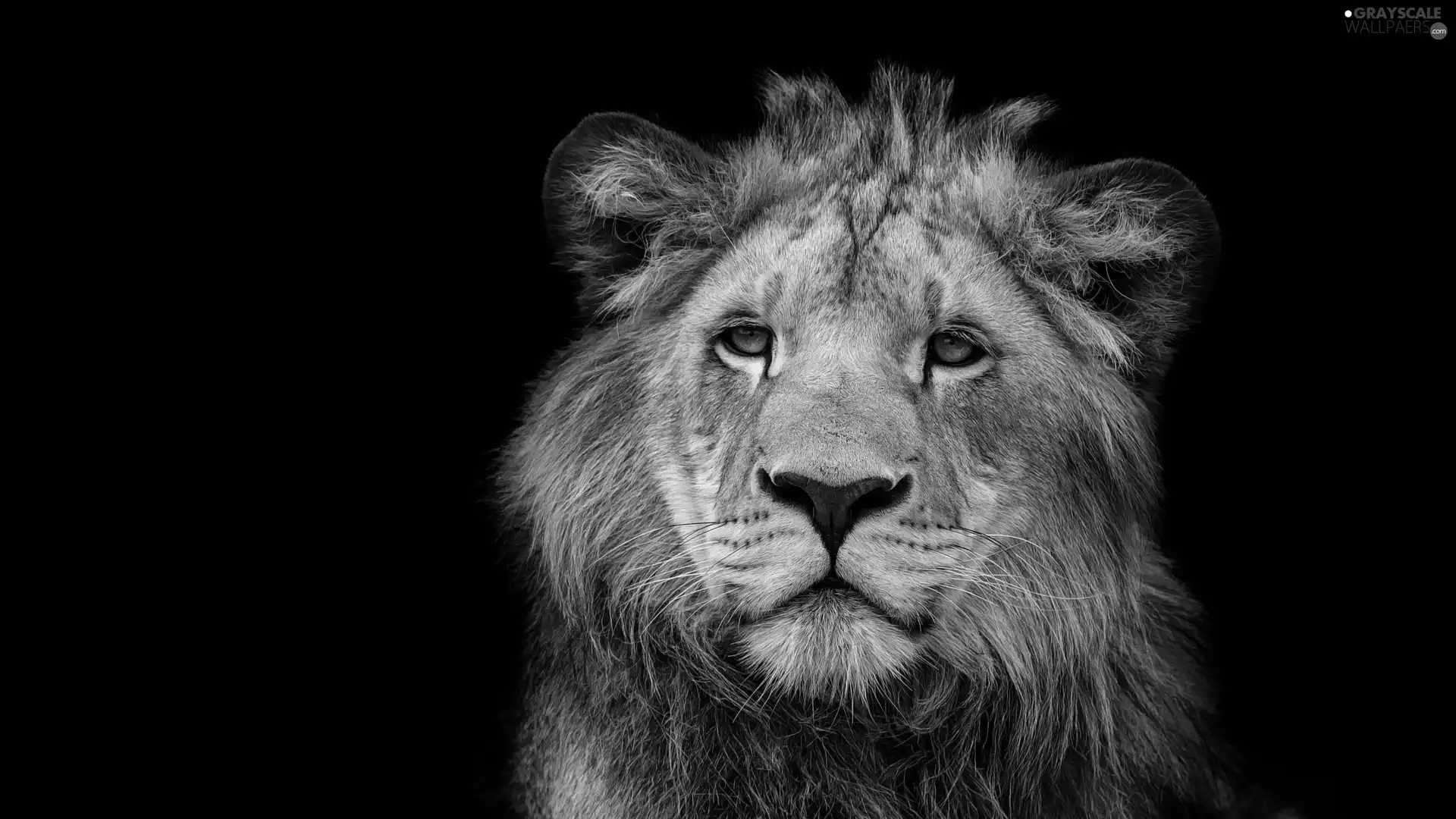 Lion, lion, black background, Head