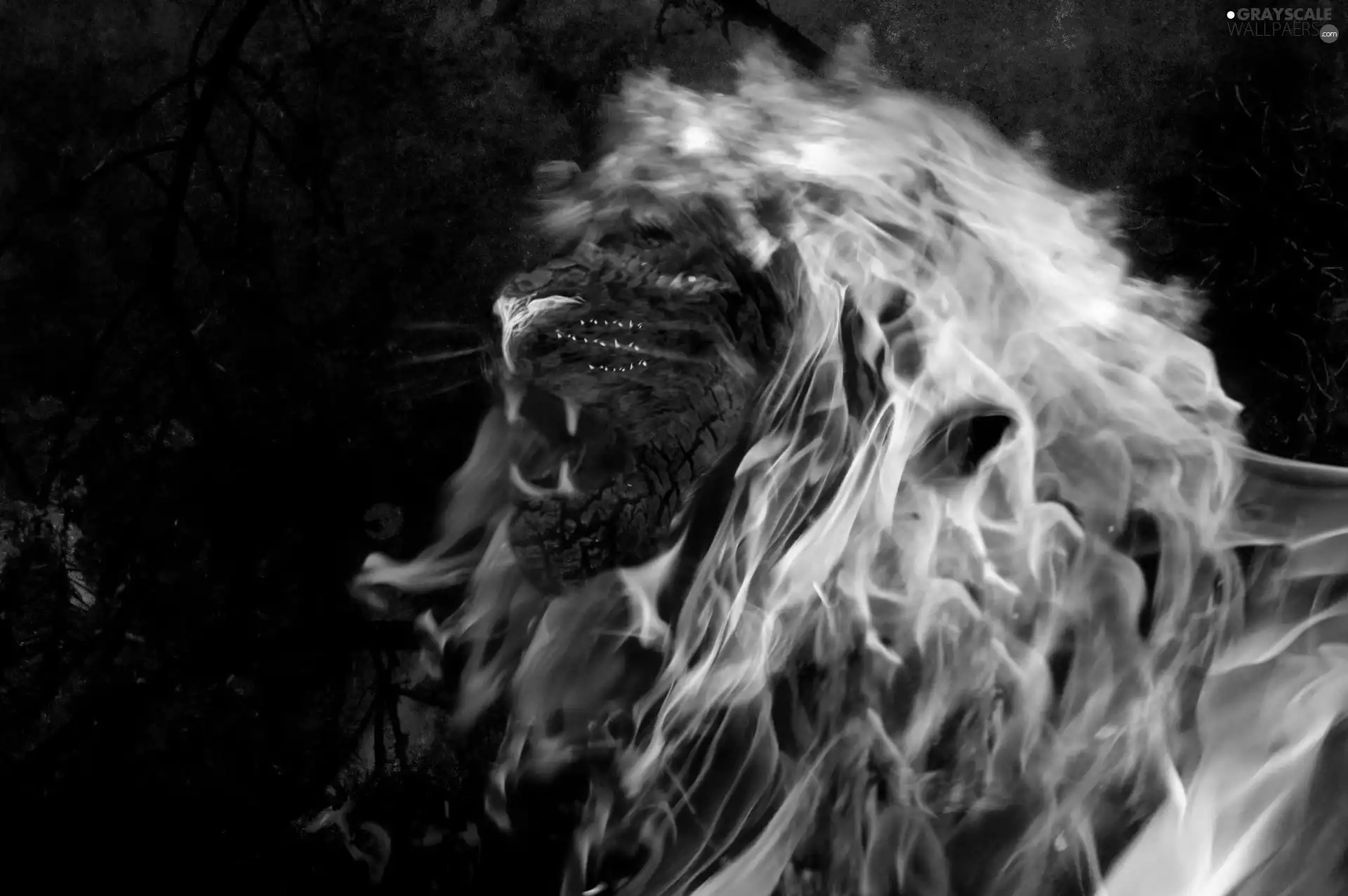 blazing, Lion