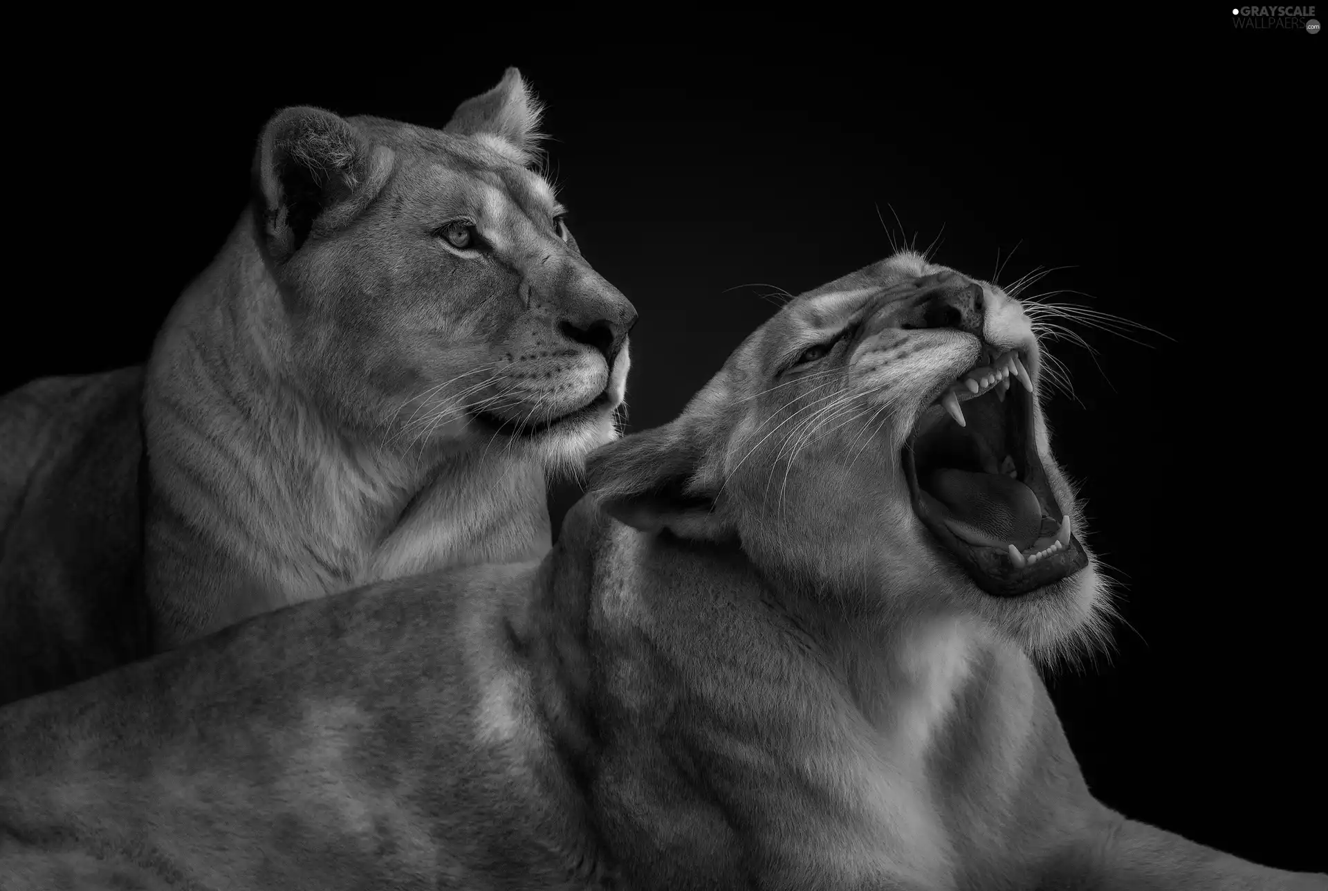 Lion, Steam, Lioness, mouth, luminosity, black background, sun, flash, ligh