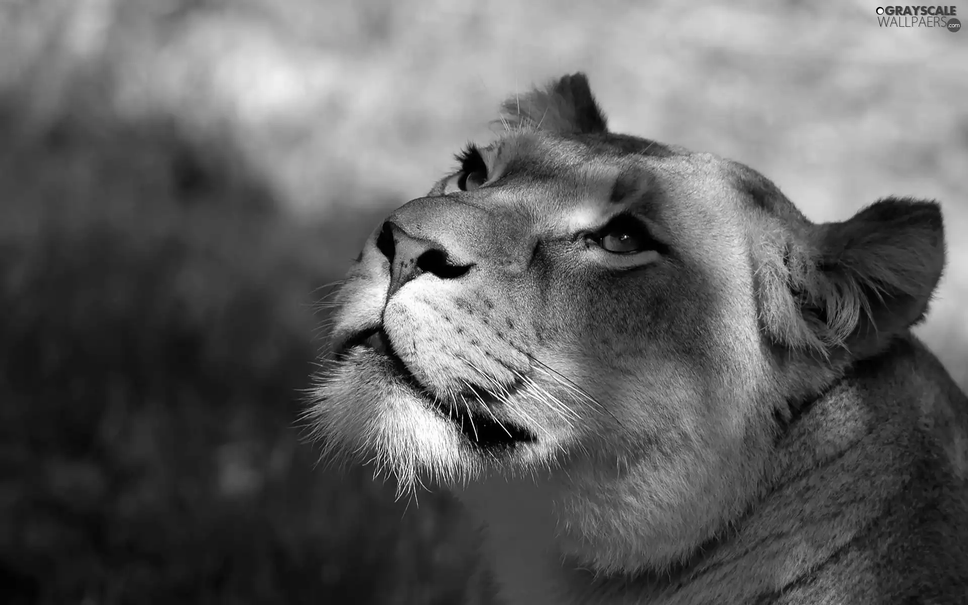 gazing, Lion