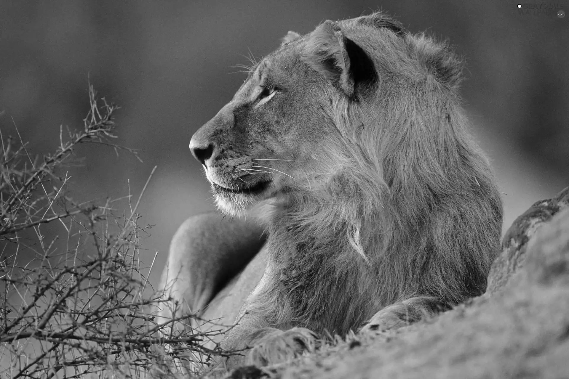gazing, Lion
