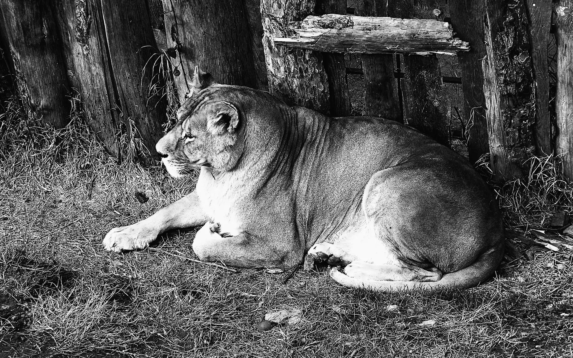 Resting, Lion