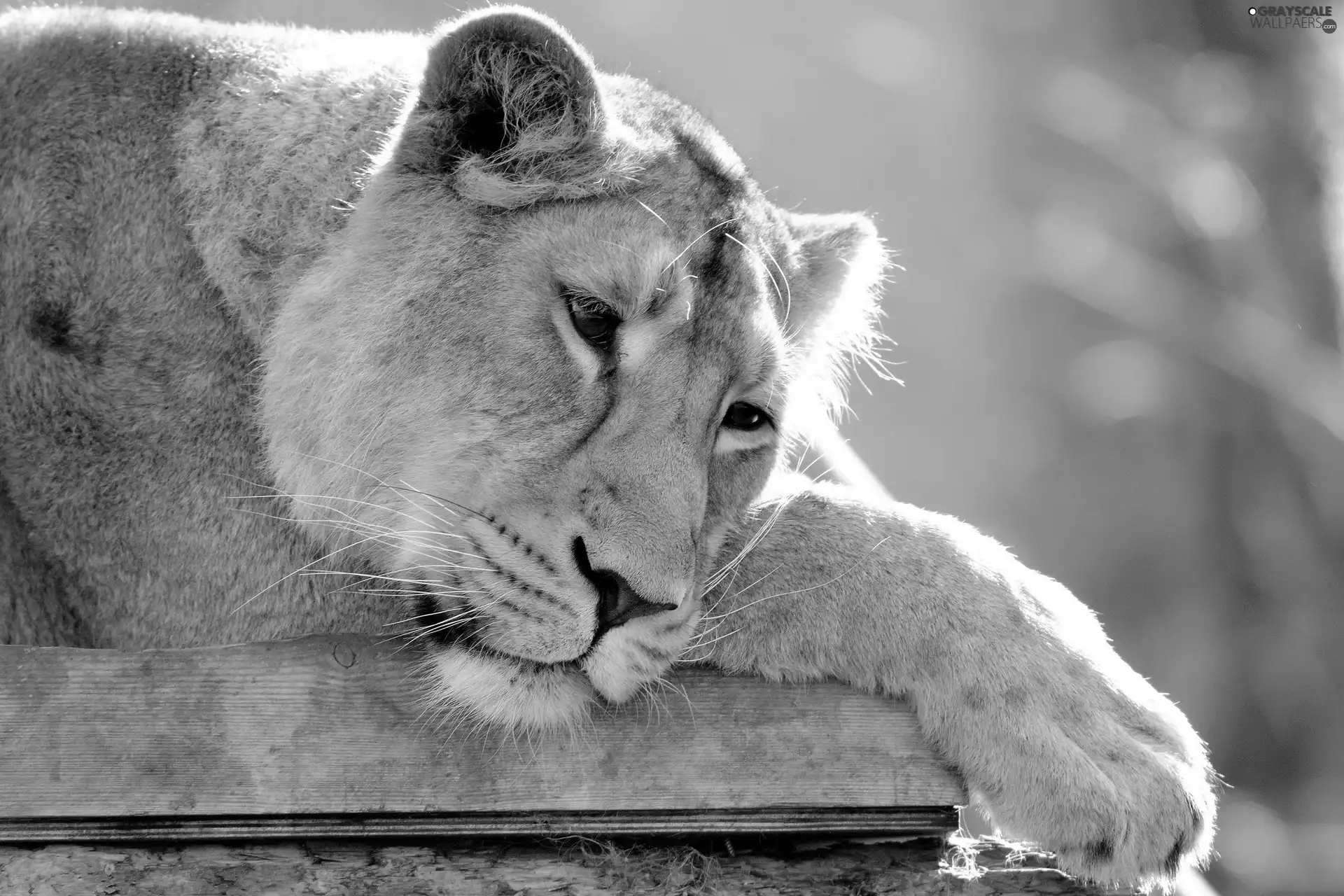 Resting, Lion