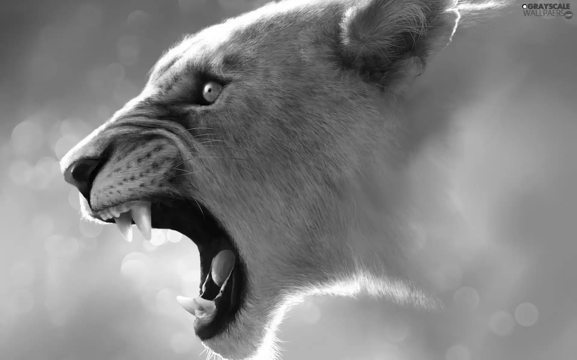 roaring, Lion