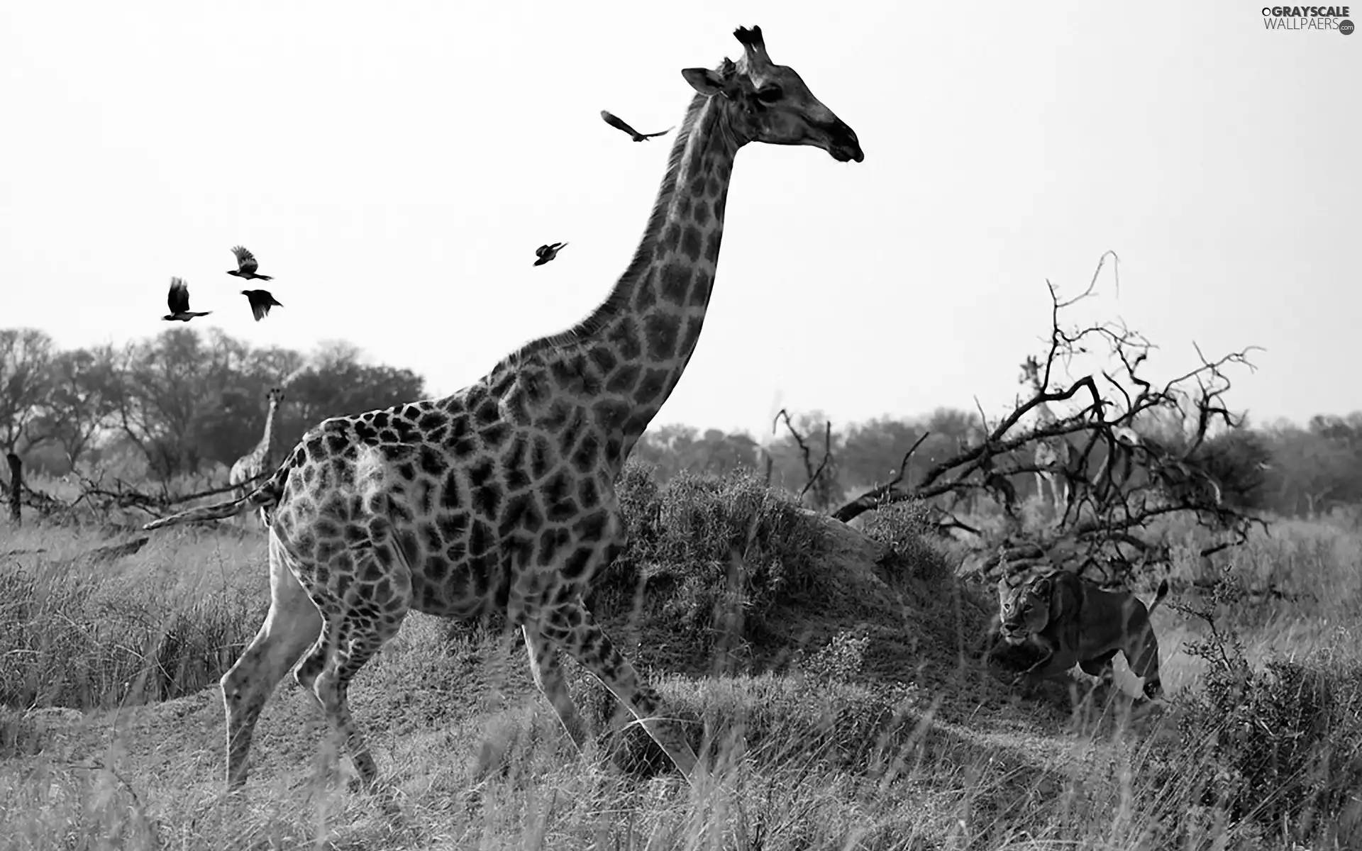 Lion, giraffe, savanna