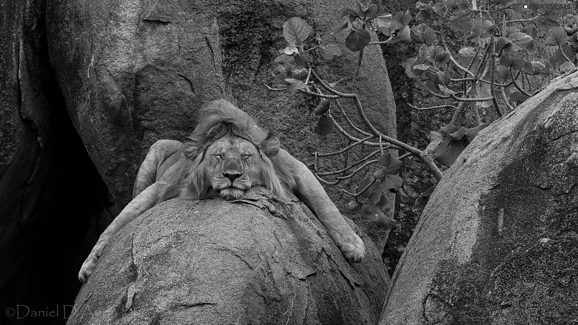 sleepy, Lion