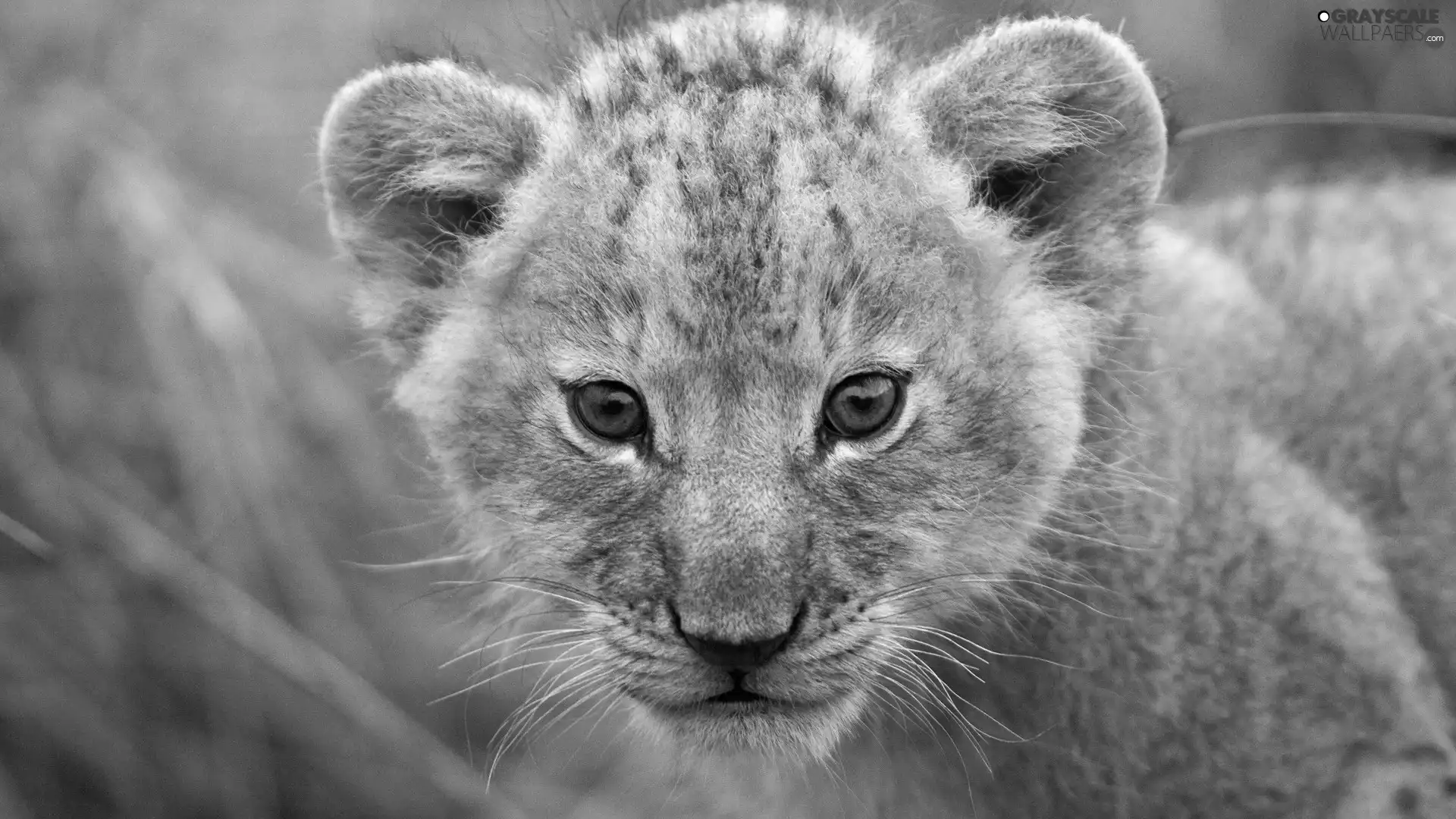 sweet, lion