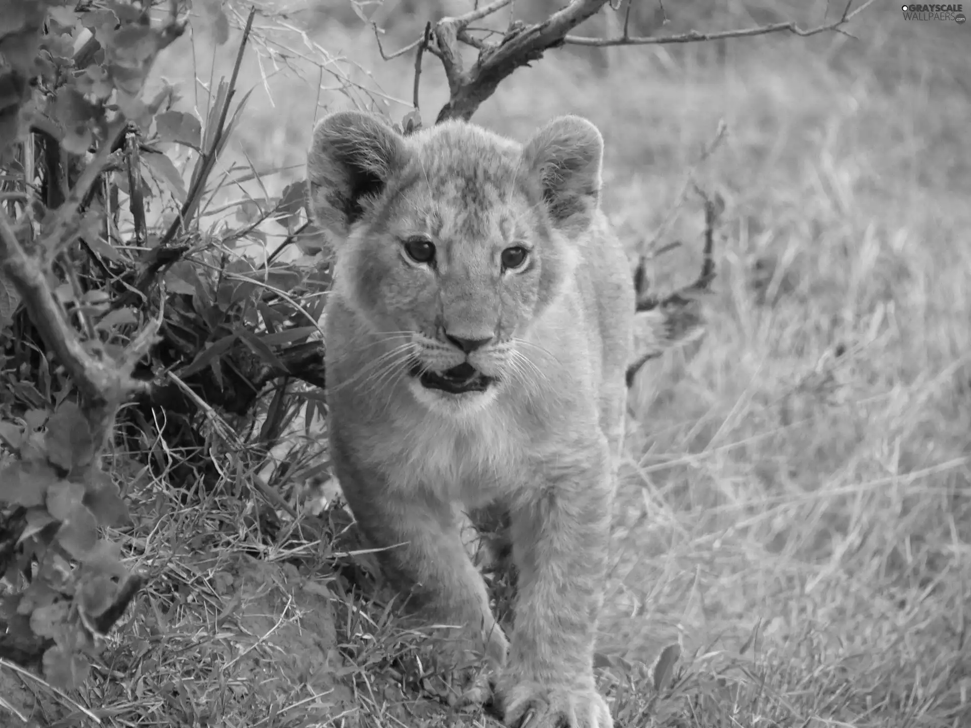 young, Lion