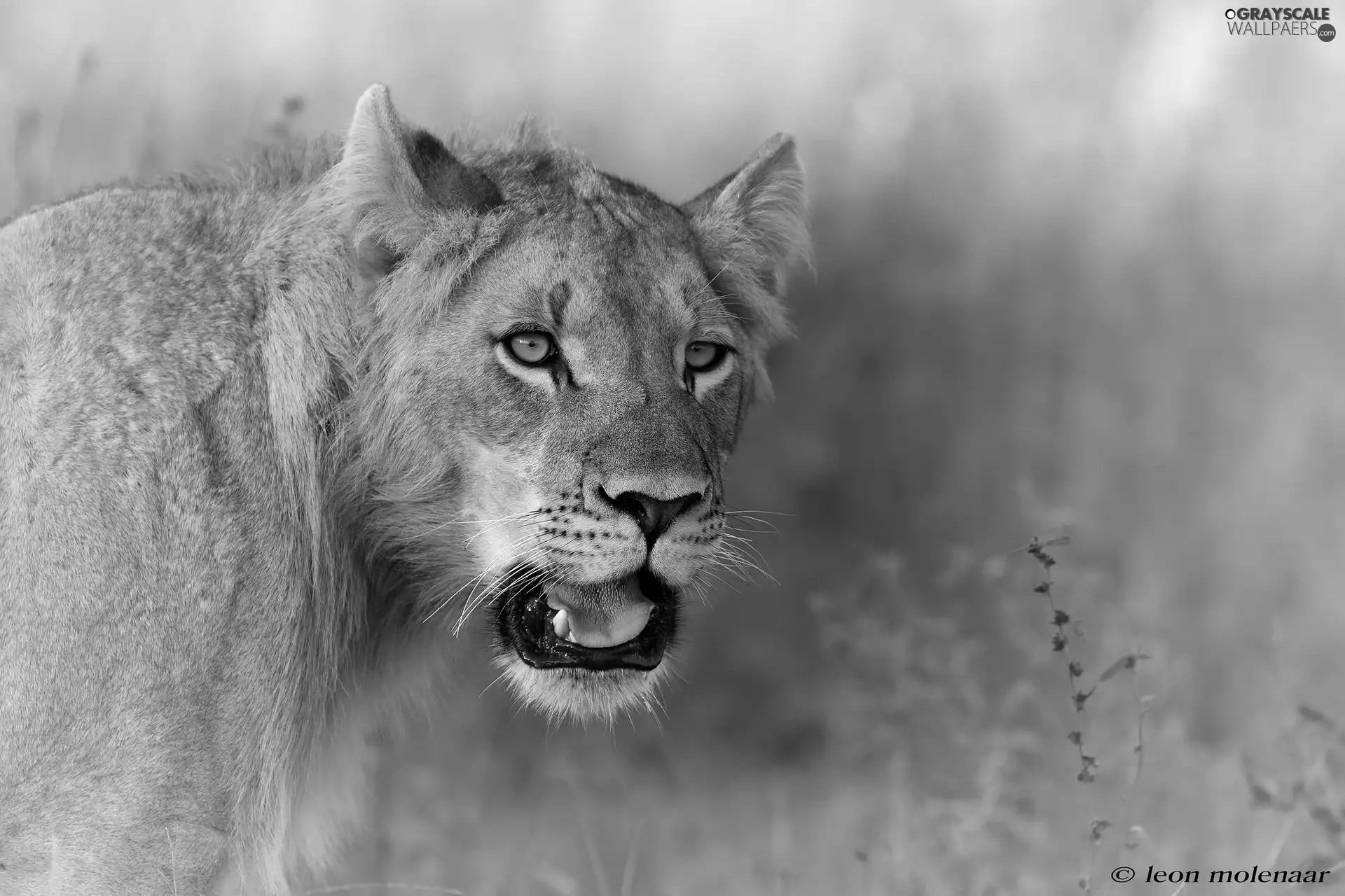 young, open, mouth, Lion