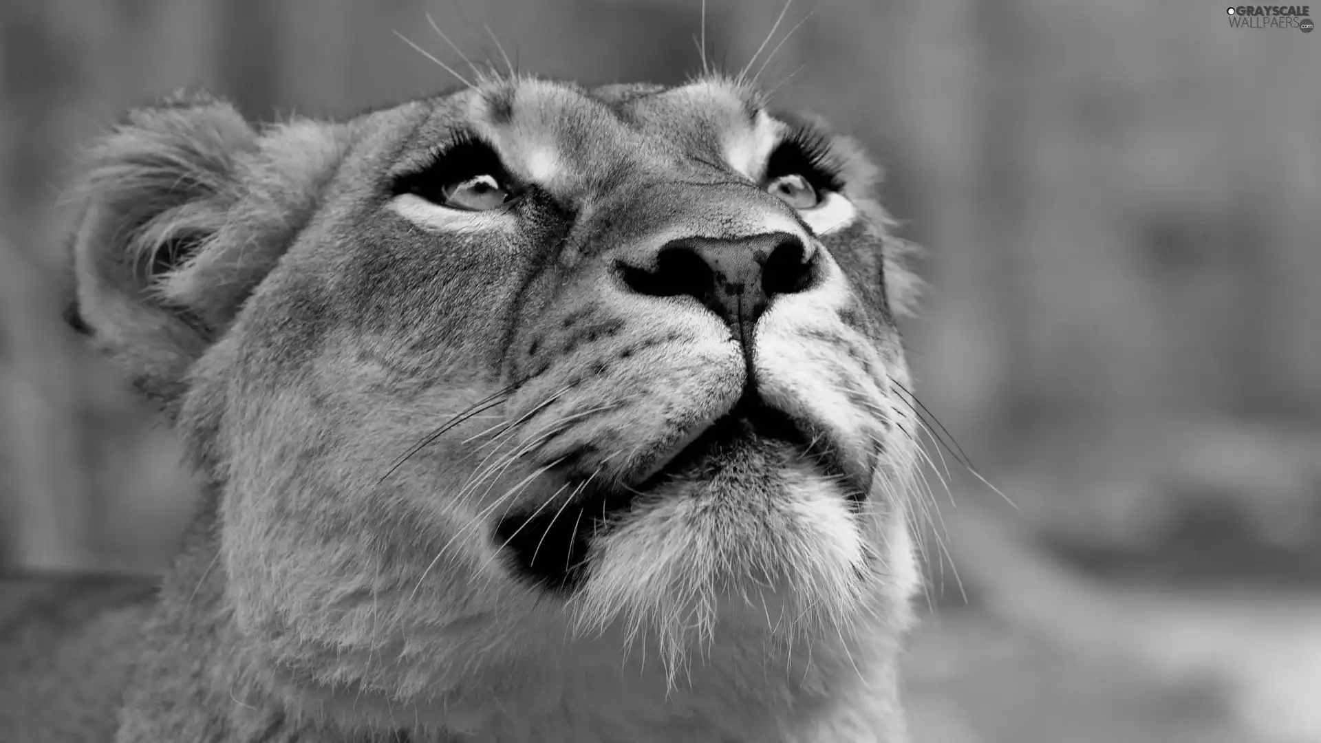 Lioness