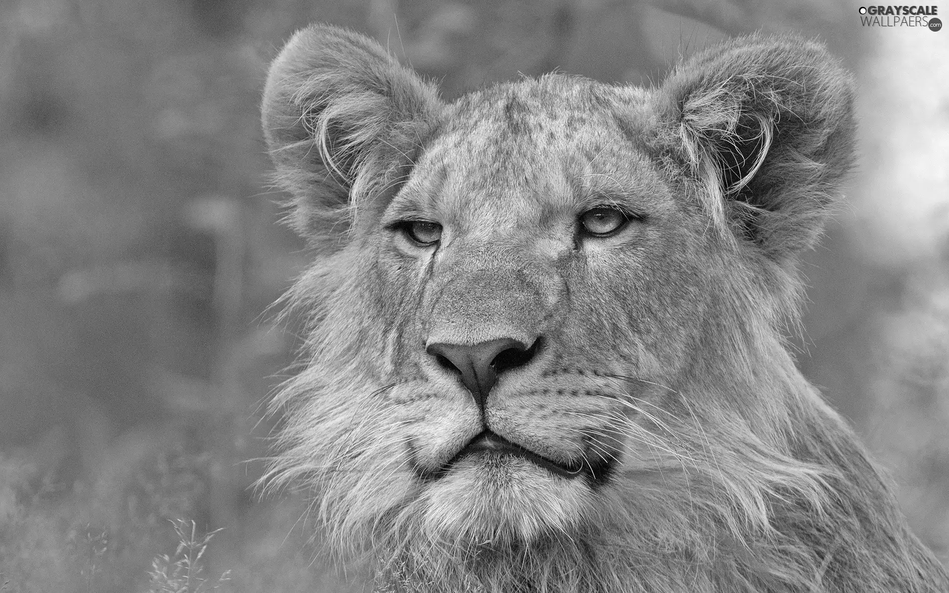 Head, lioness