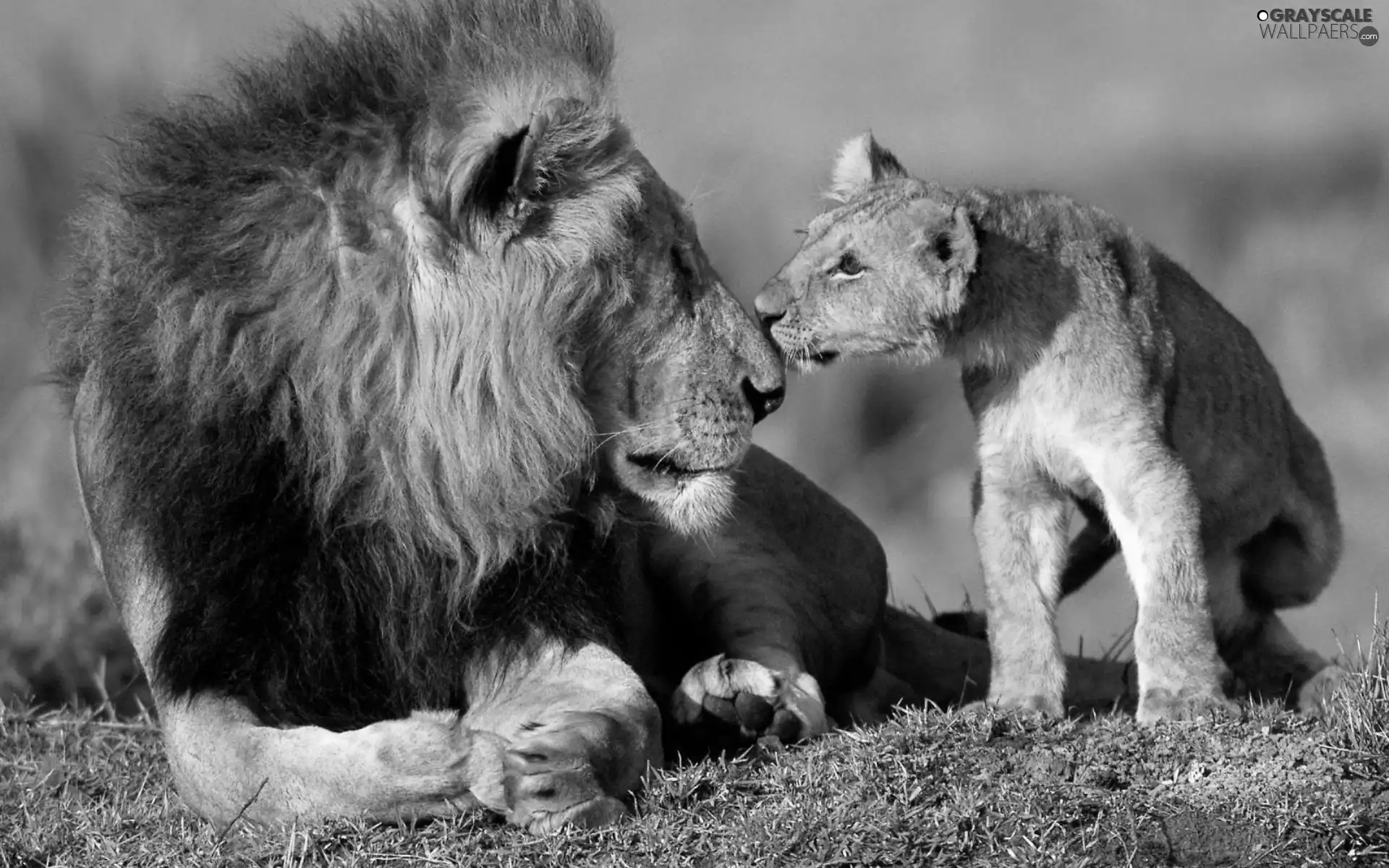 Lion, Lioness