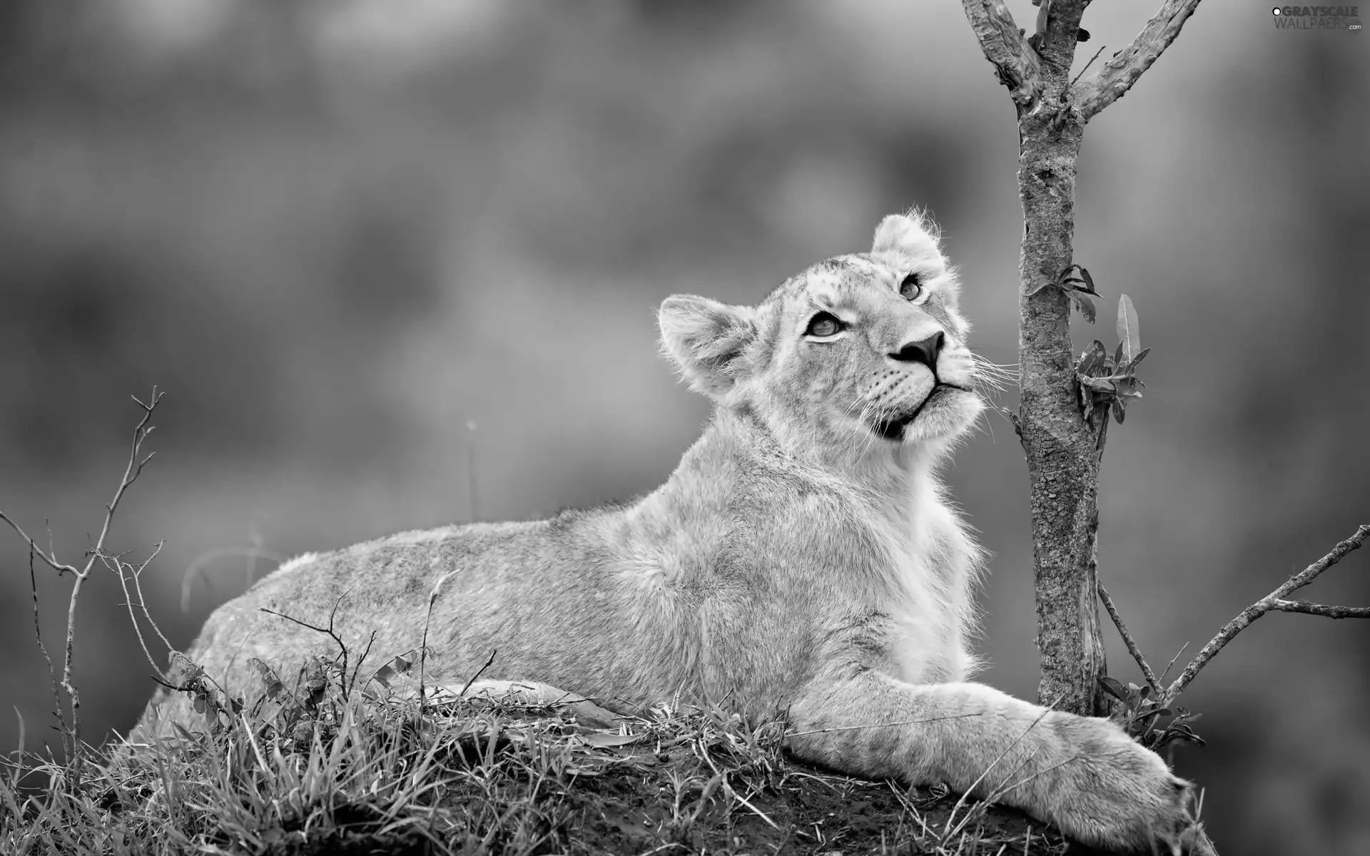 small, Lioness