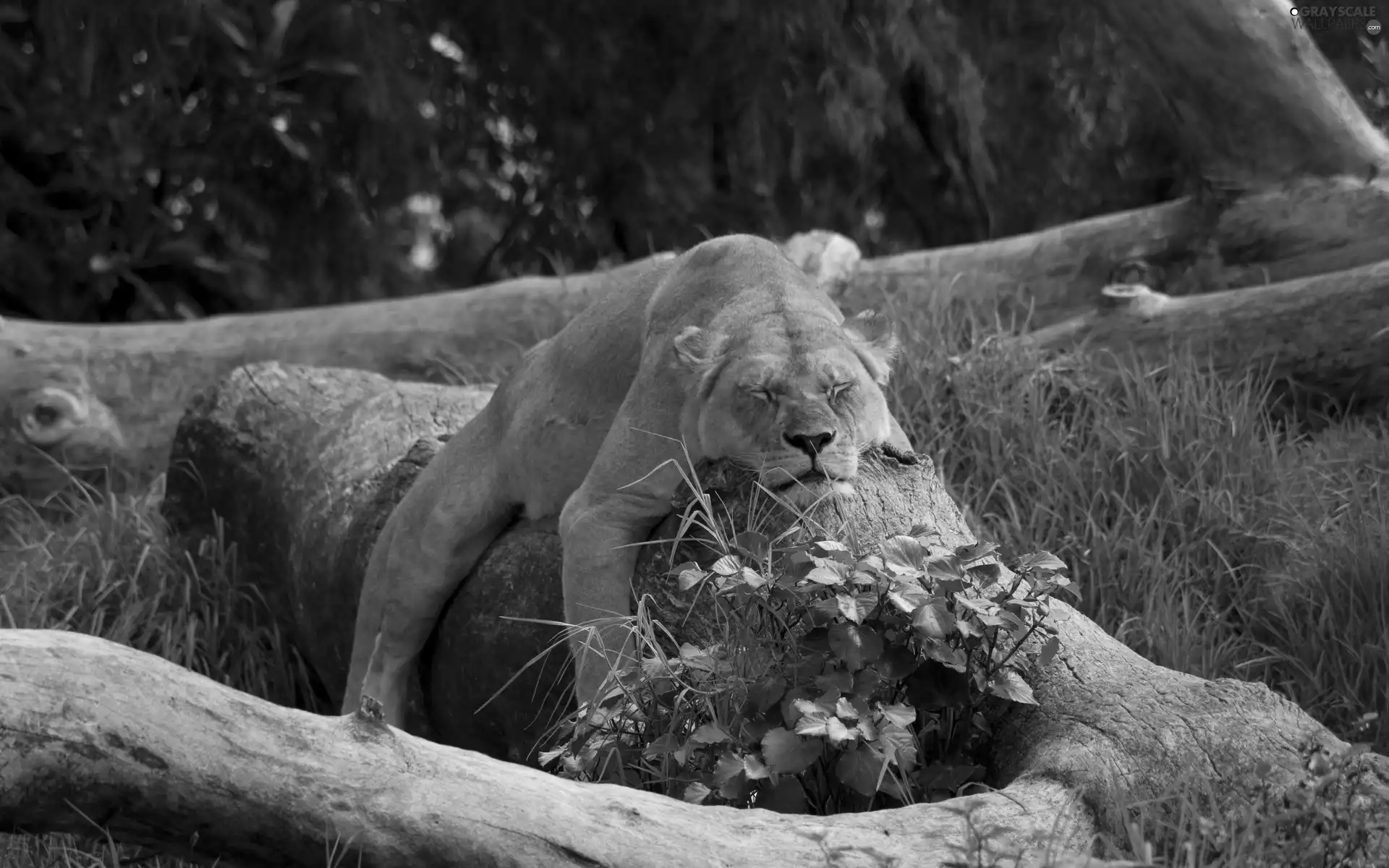 trees, the sleeping, Lioness