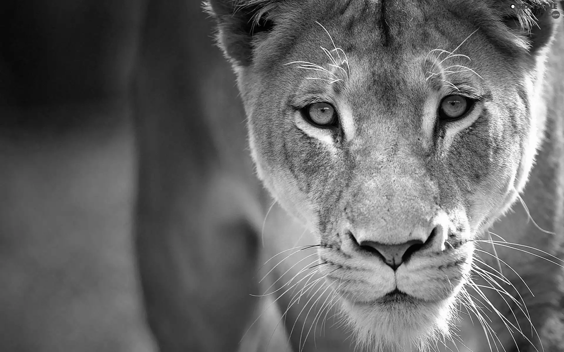 Lioness