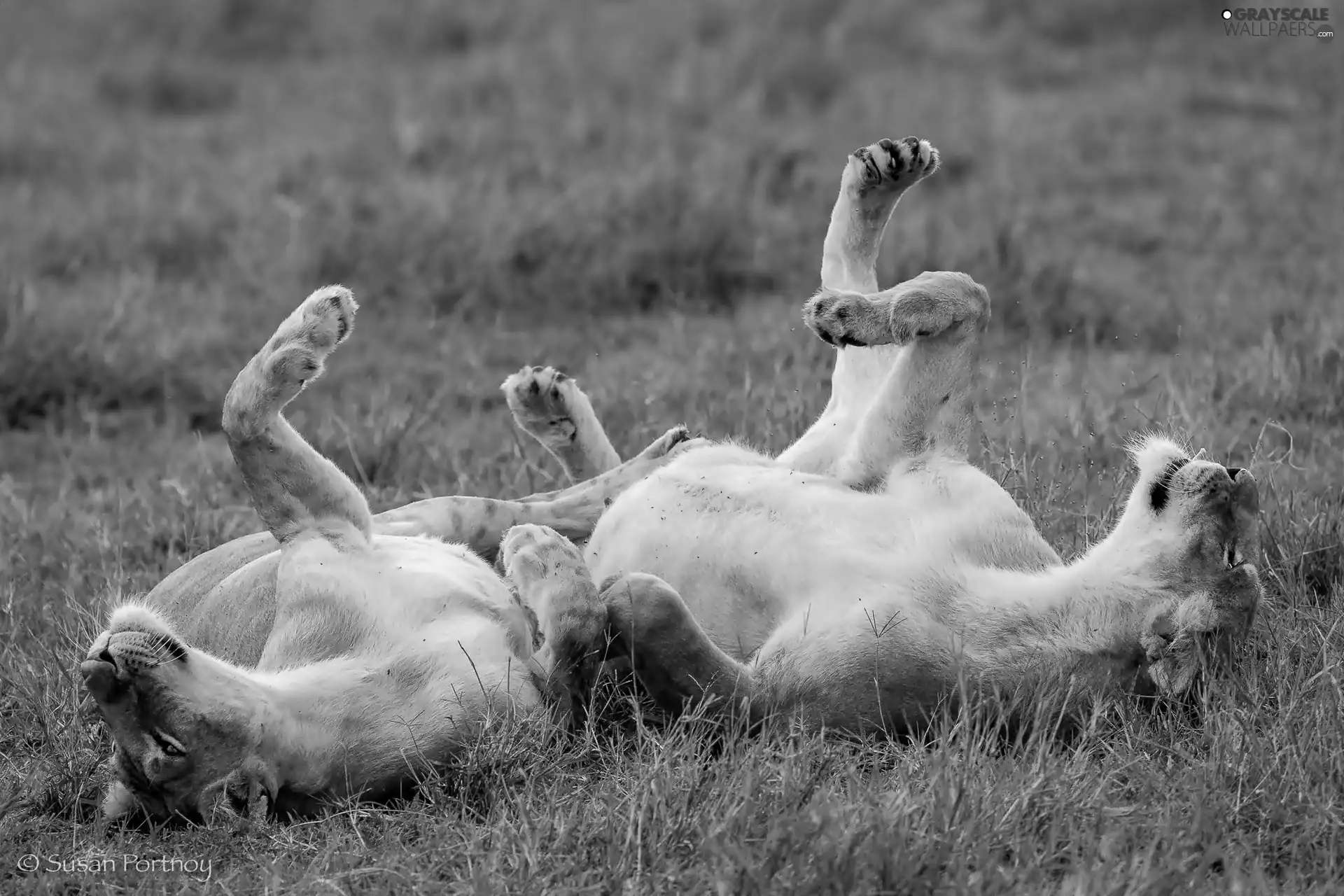 lionesses, Two, lying