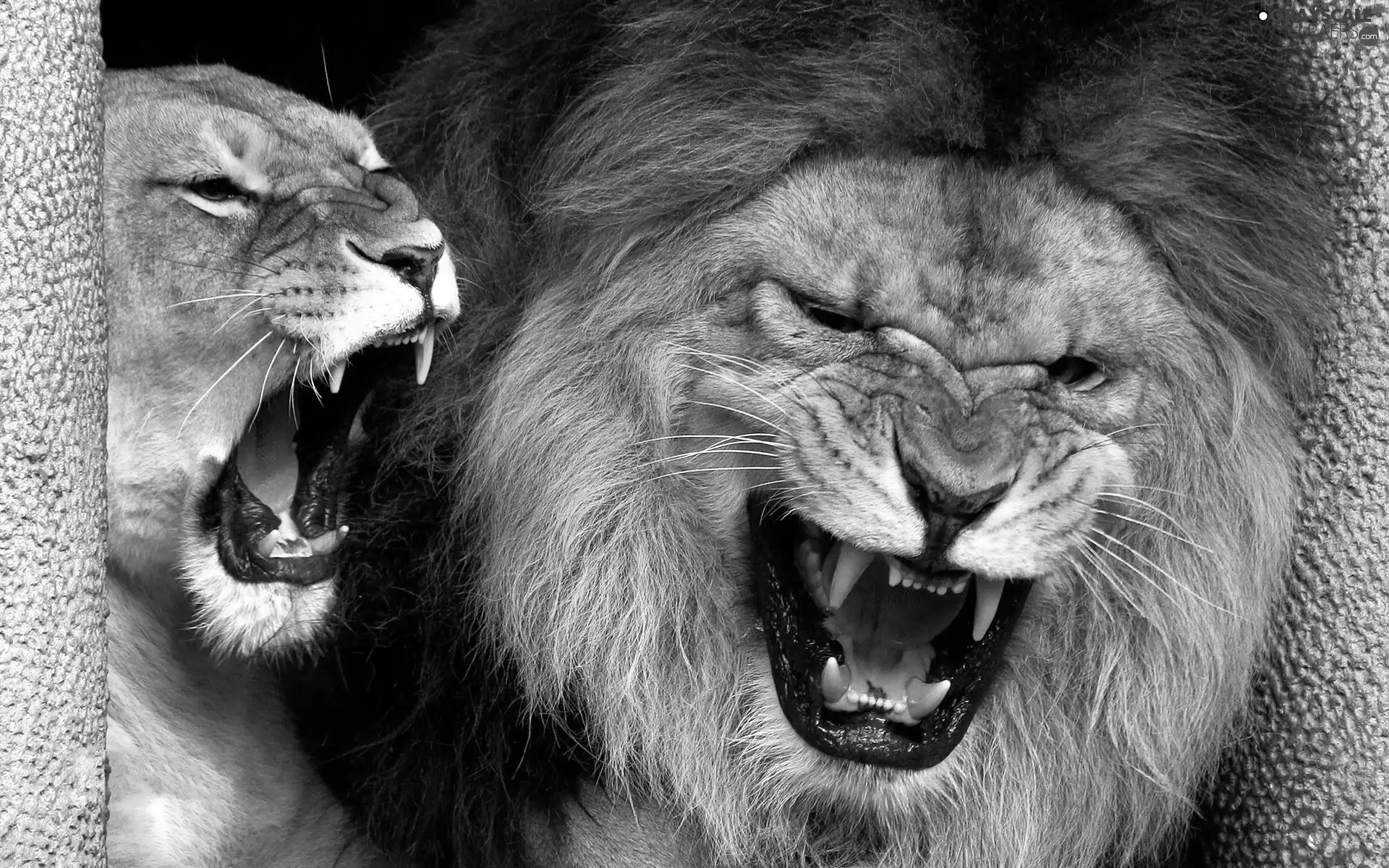 roaring, lions