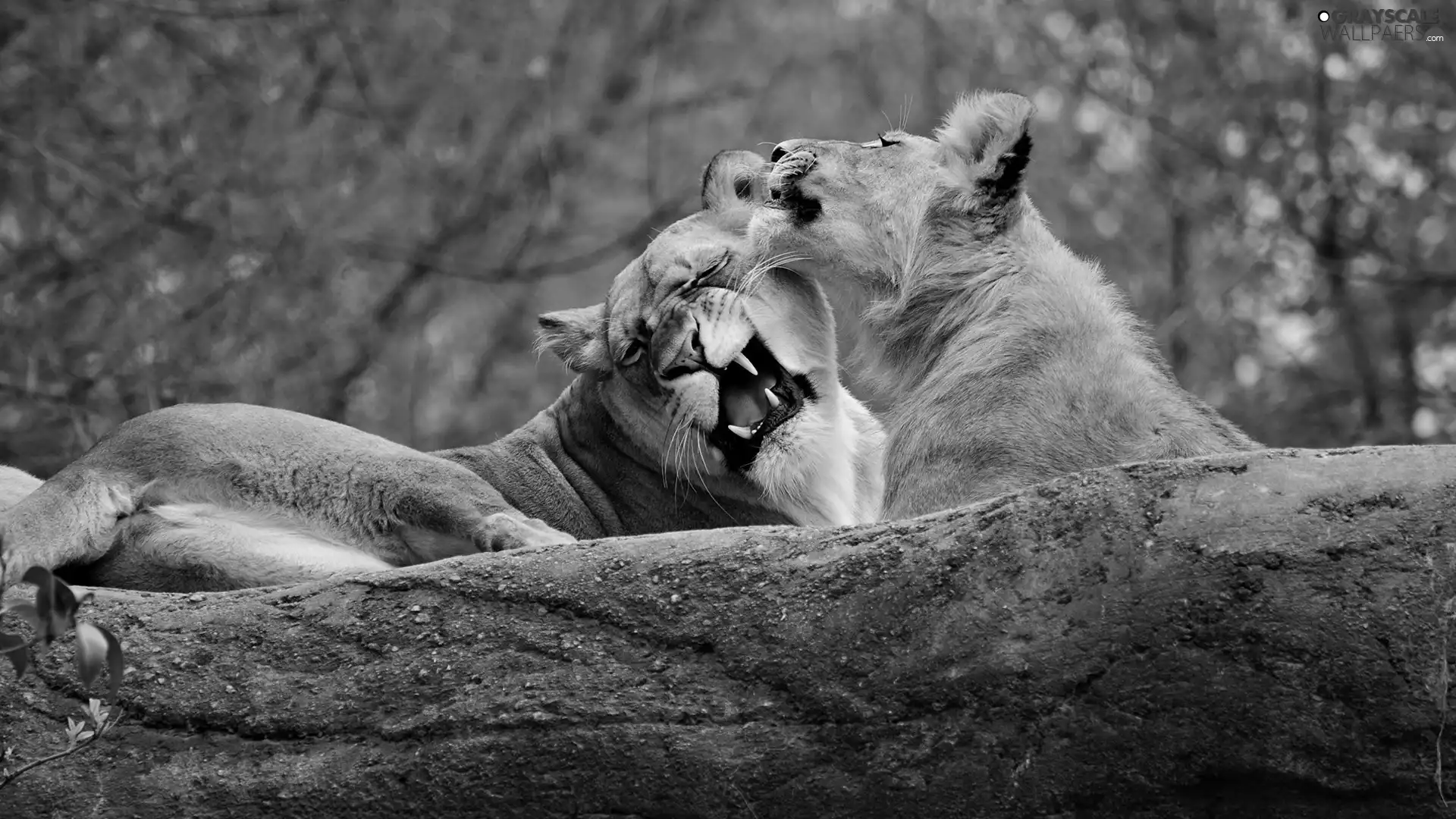 canines, Two cars, lions