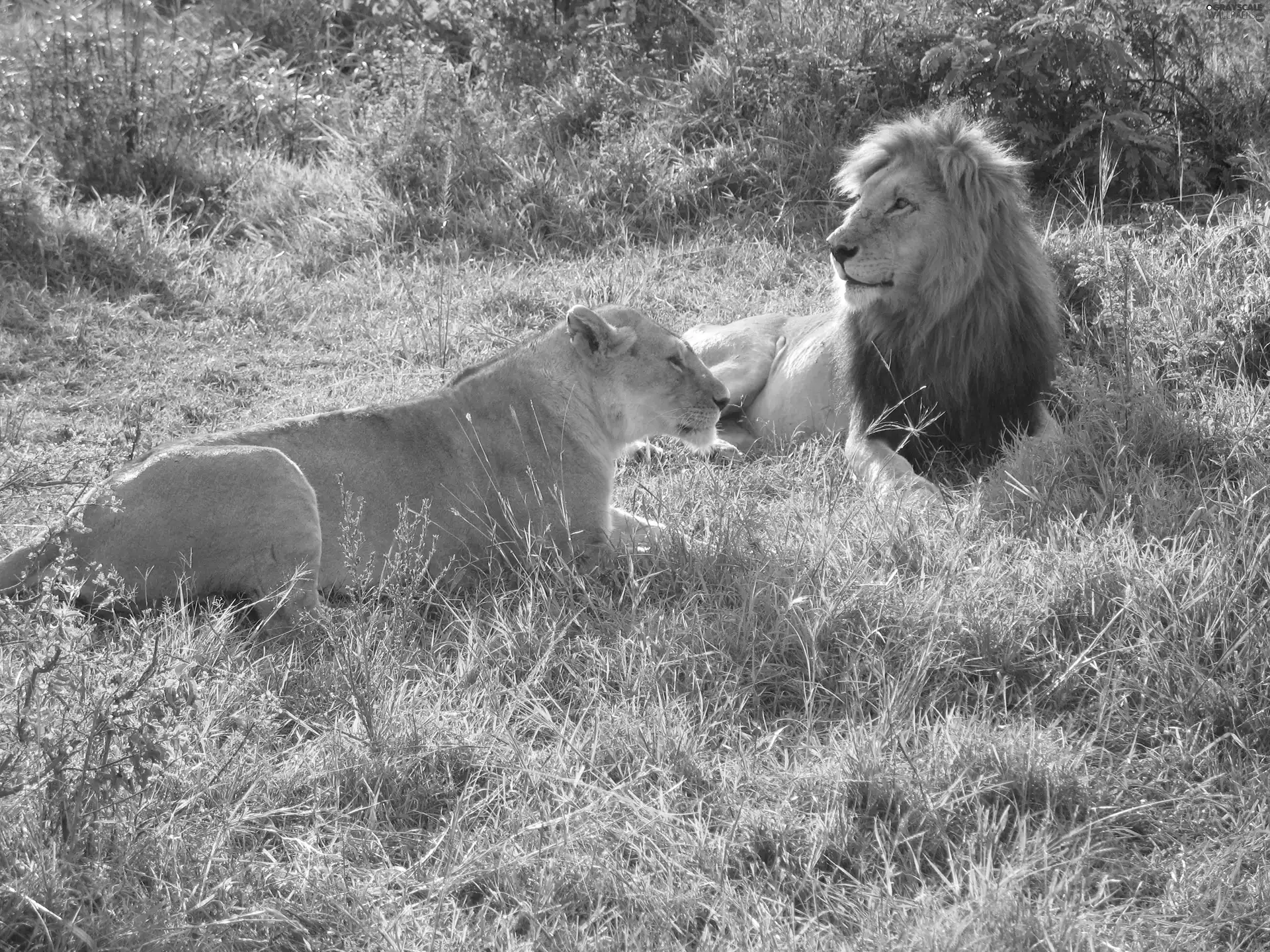 grass, Two cars, lions